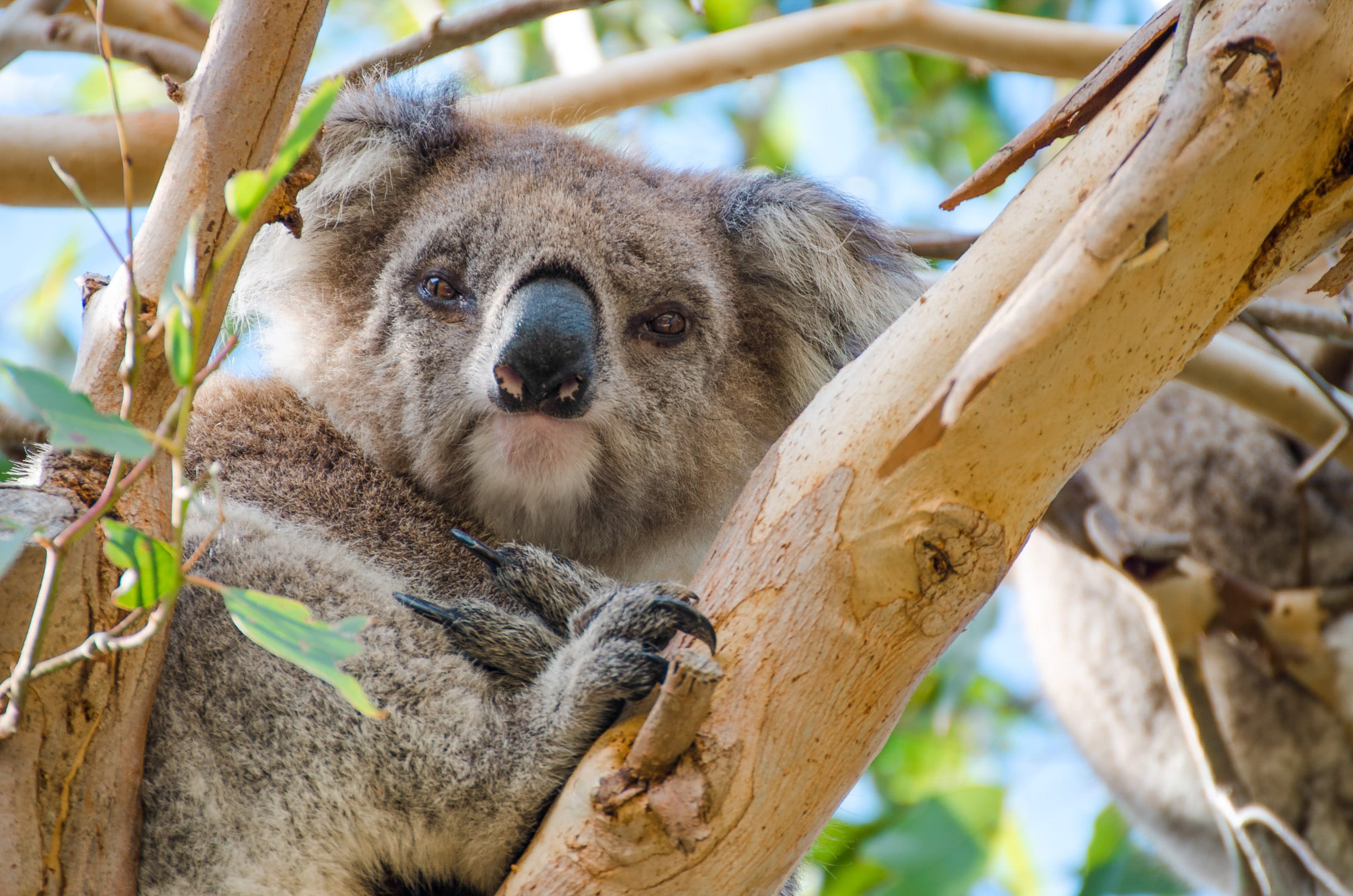koala great ocean road