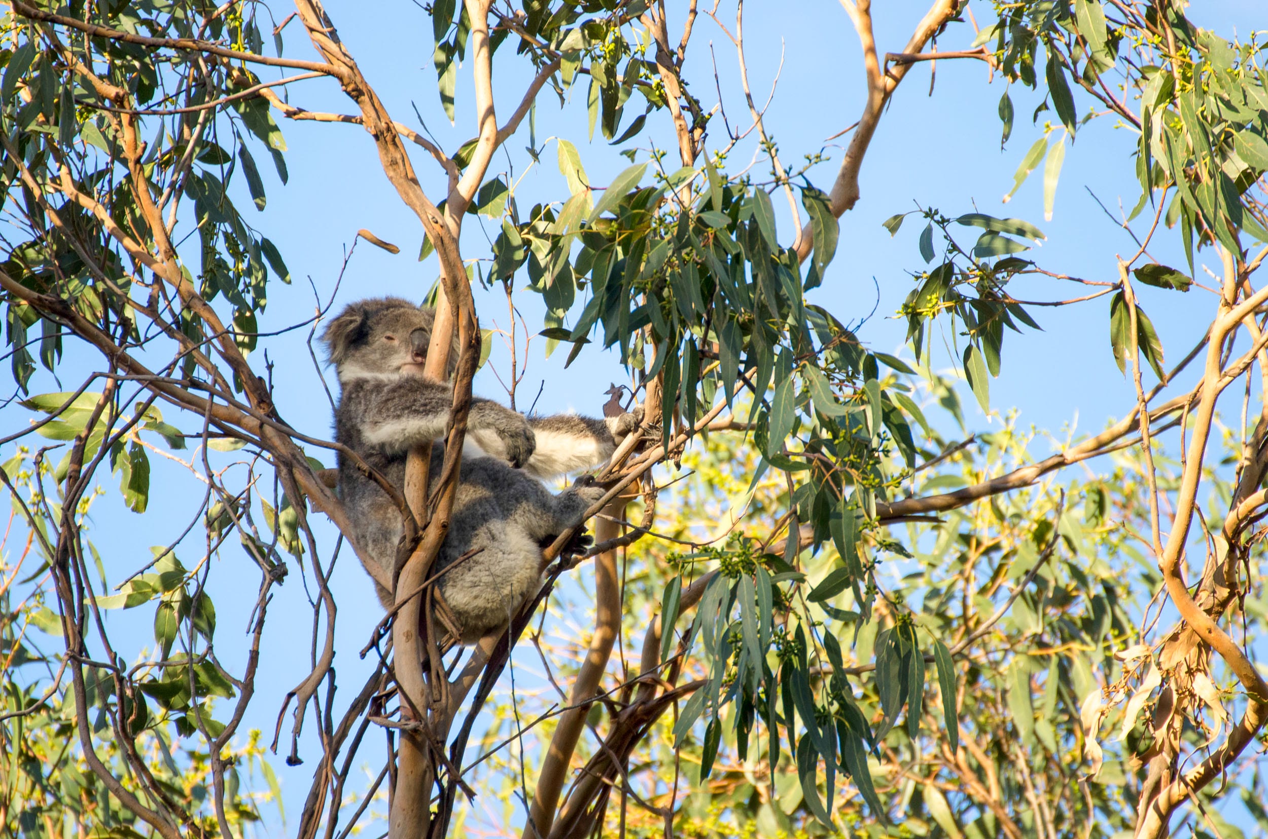 koalas kennett river great ocean road