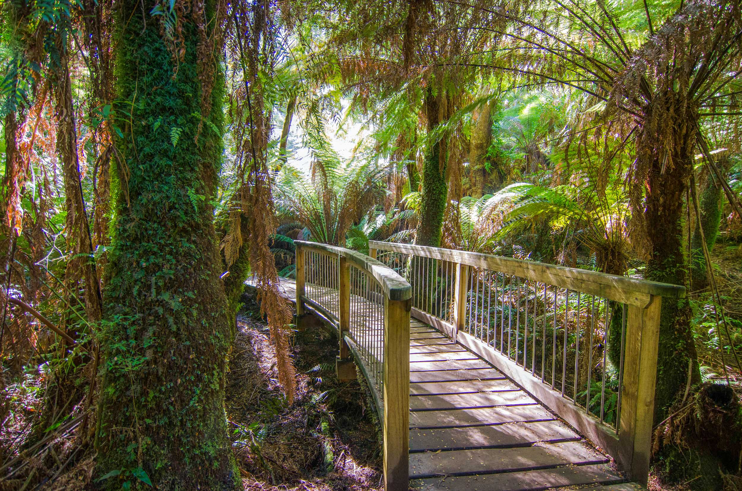 maits rest rainforest great ocean road