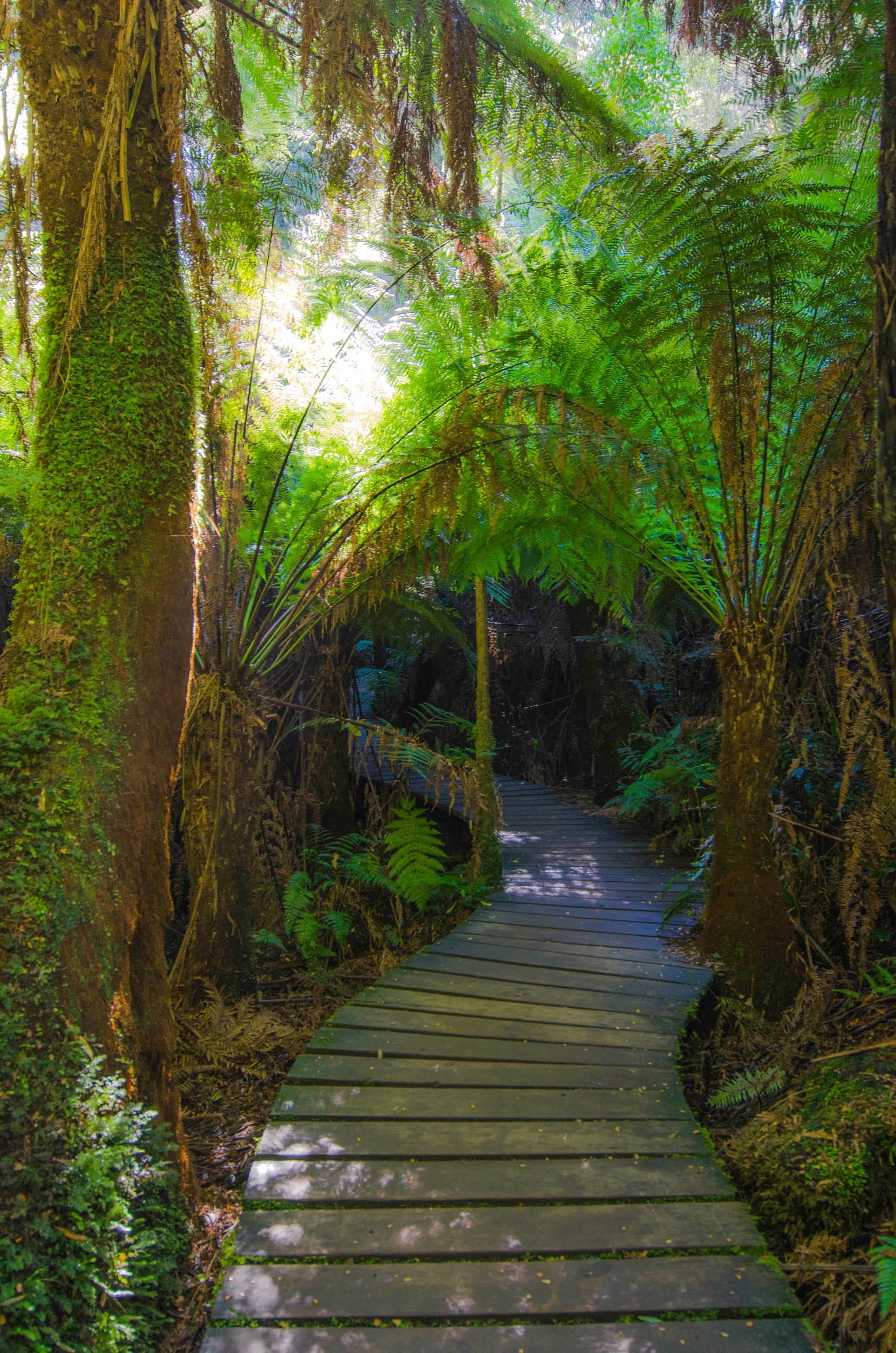 maits rest rainforest great ocean road