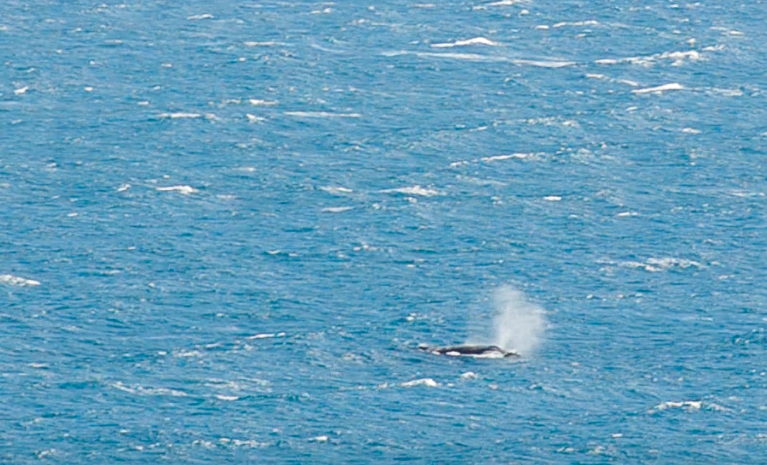 animaux d'australie baleines