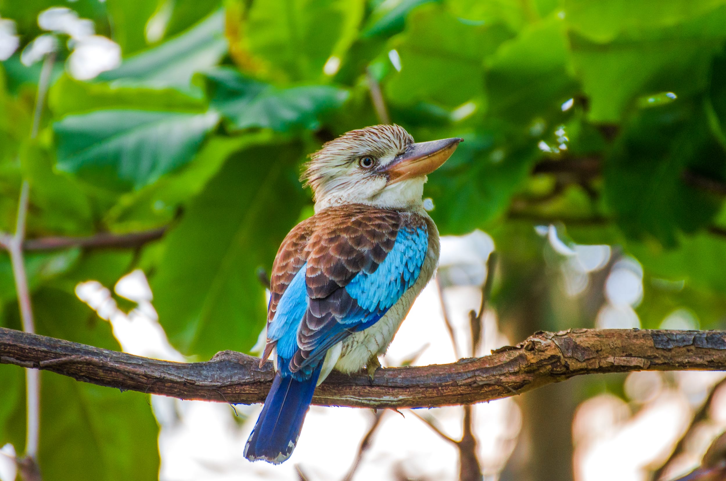 animaux d'australie kookaburra