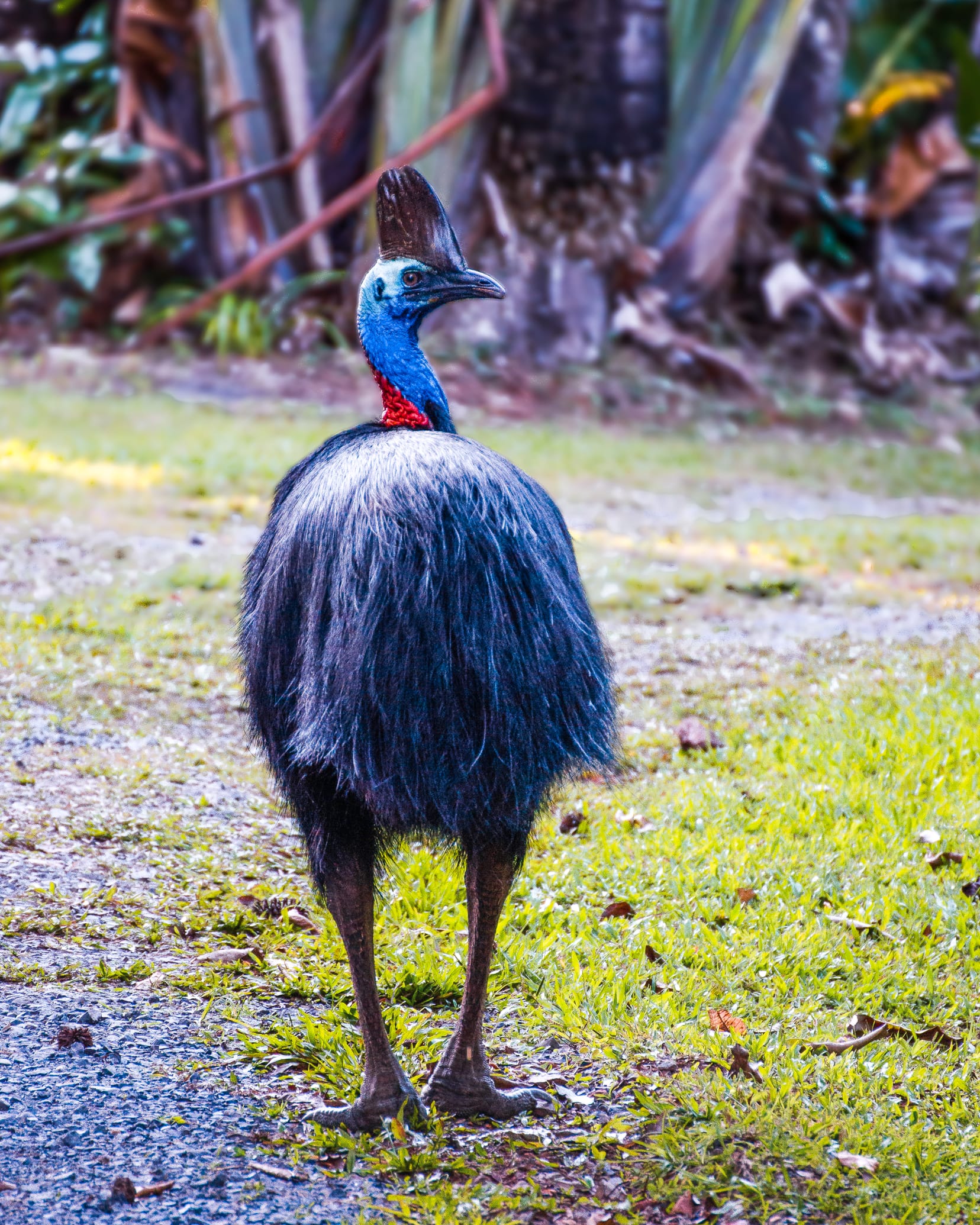 animaux d'australie casoar