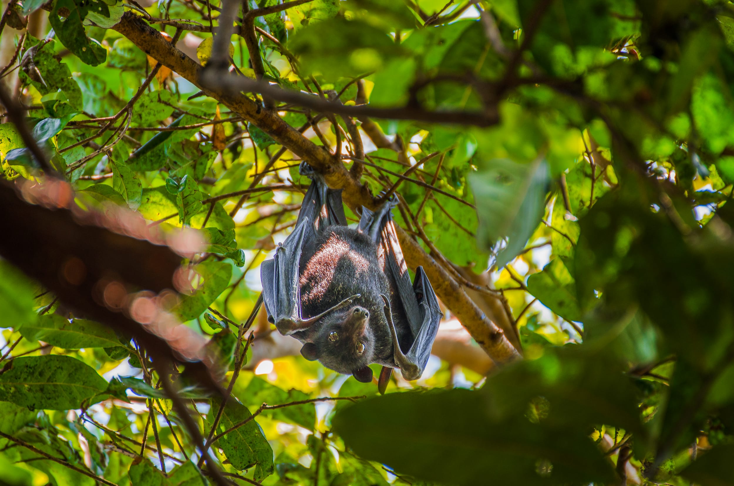 chauve souris australie animaux d'australie chauve-souris