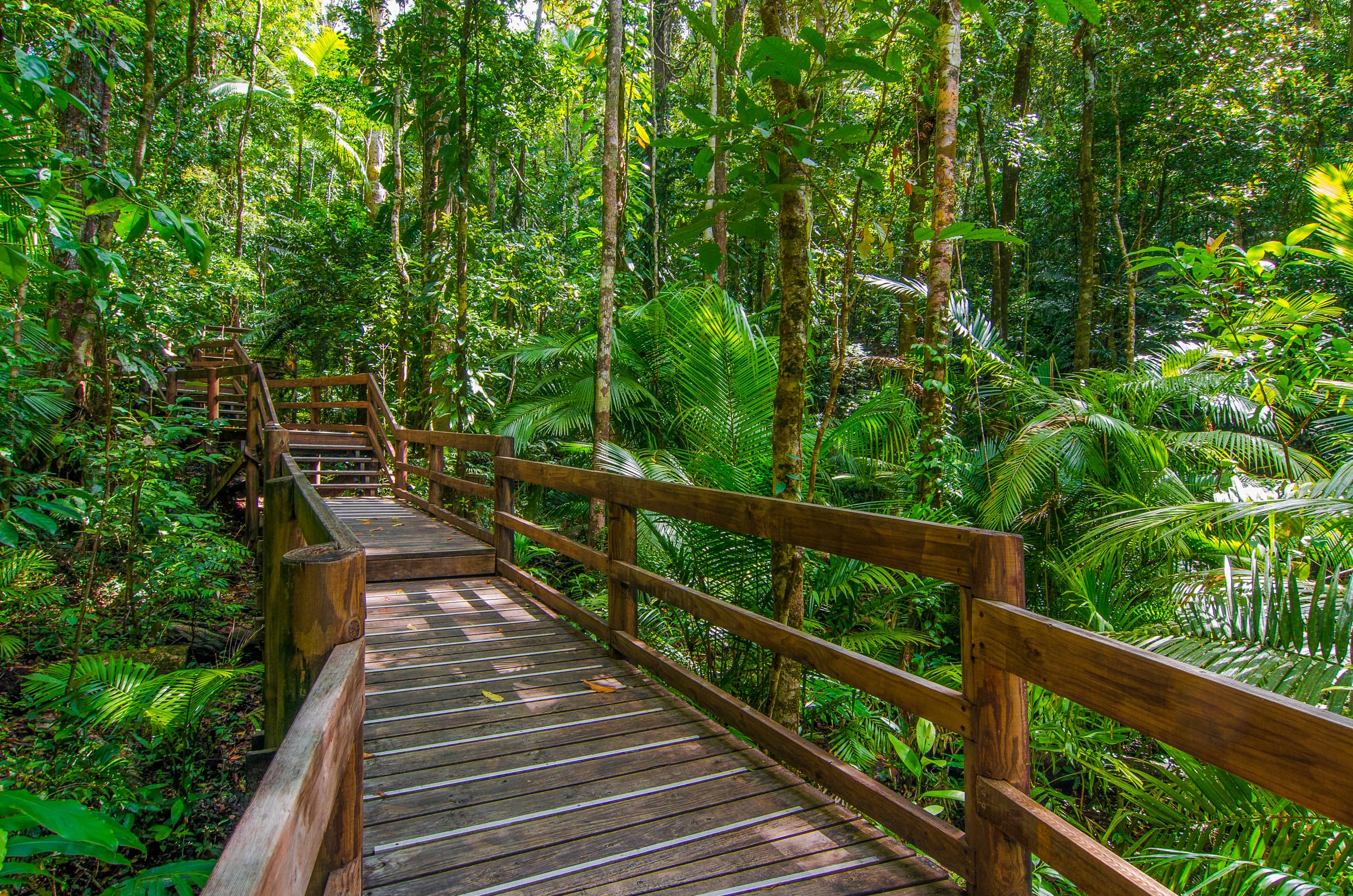 daintree Jindalba Boardwalk