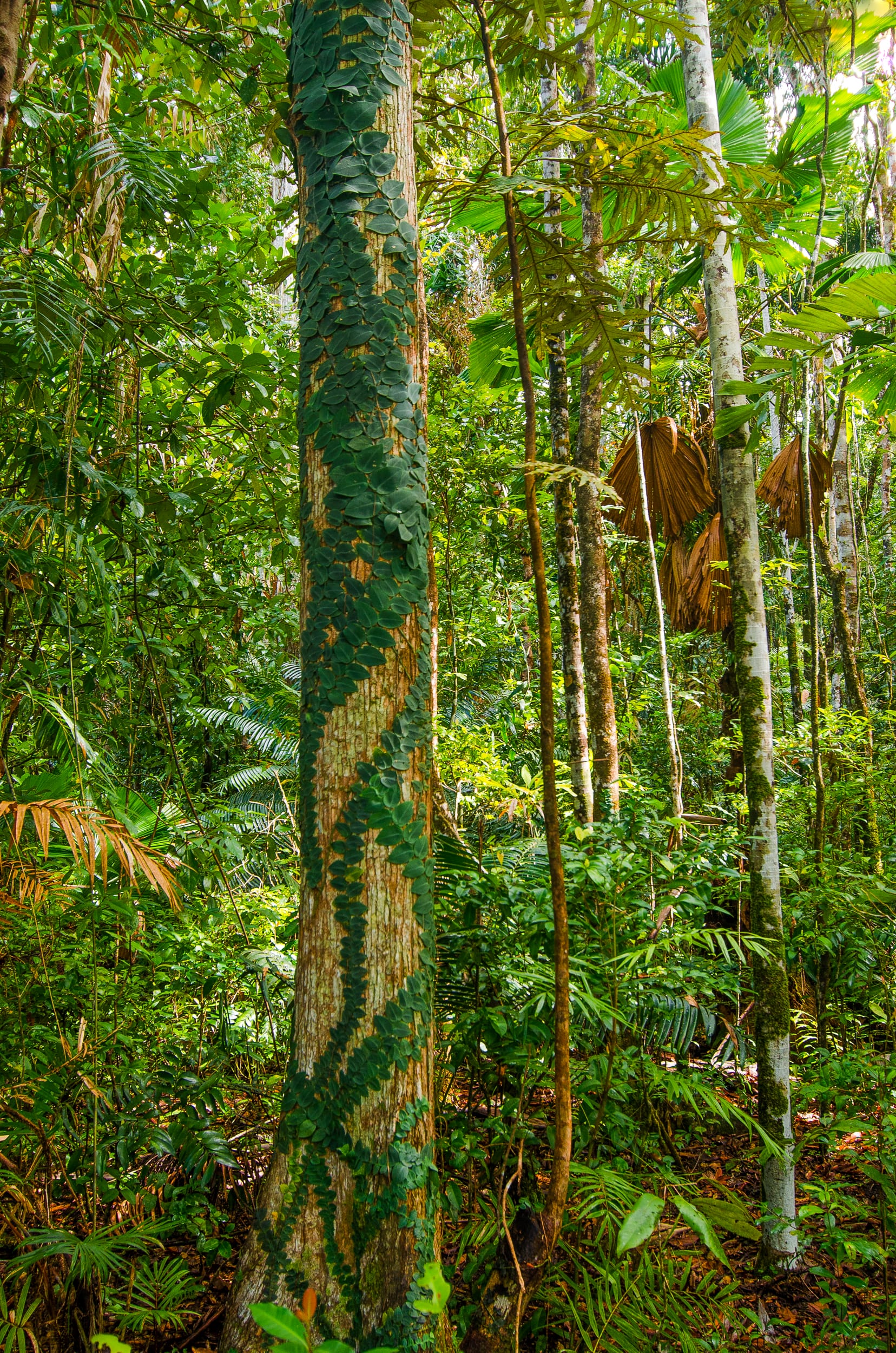 daintree Jindalba Boardwalk