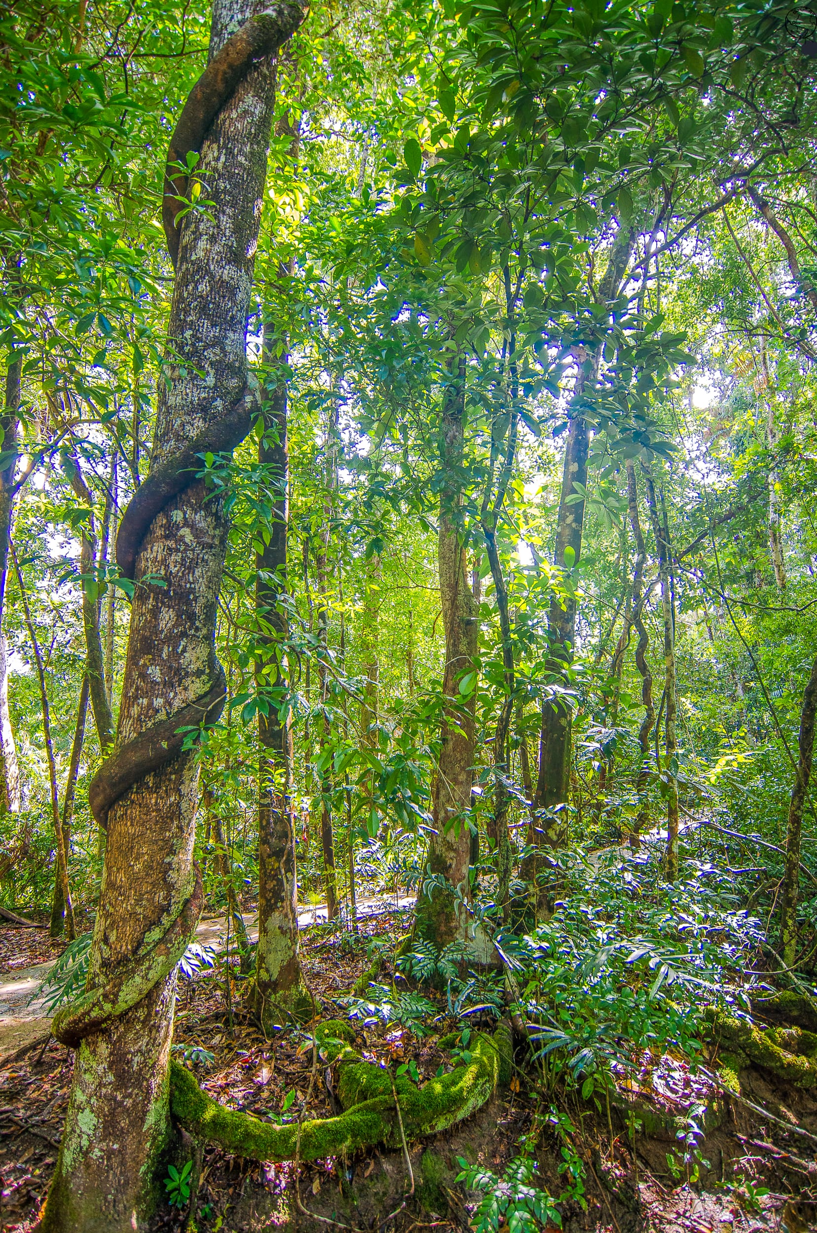 daintree Jindalba Boardwalk