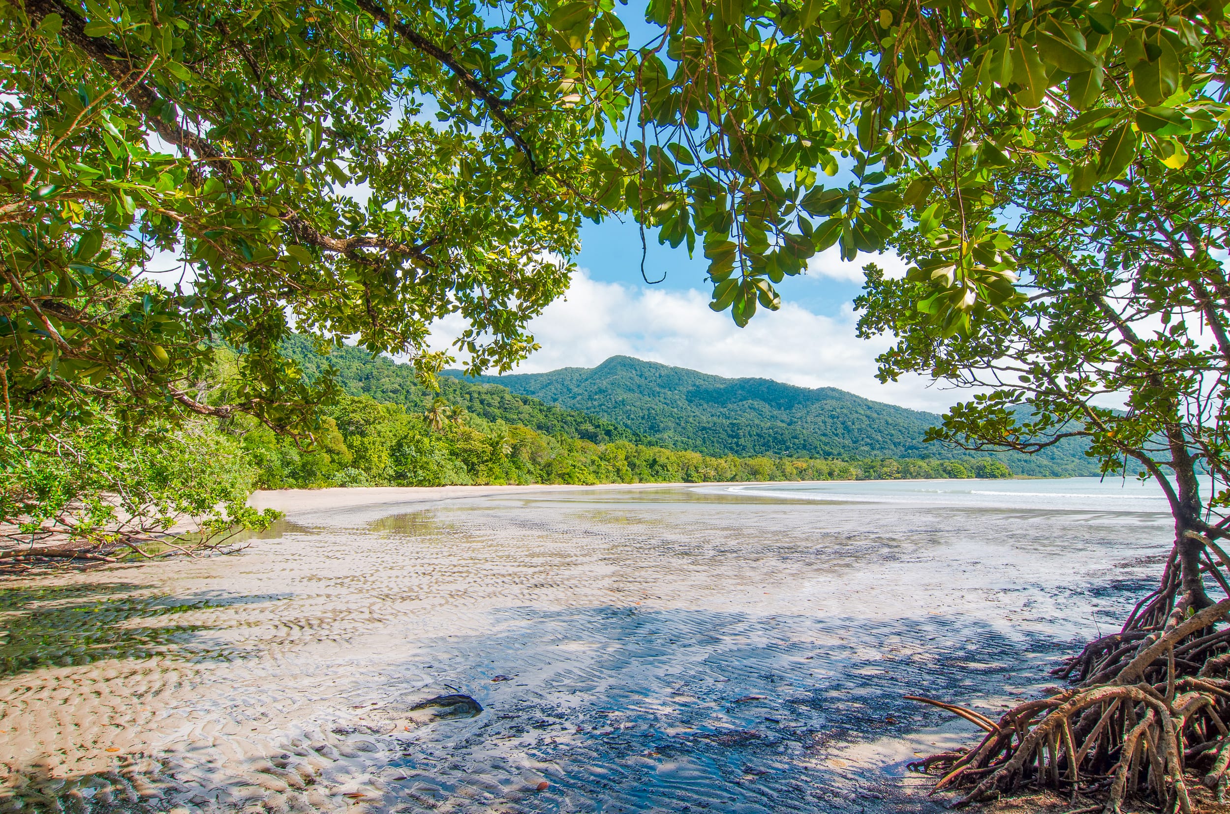 daintree rainforest cape tribulation
