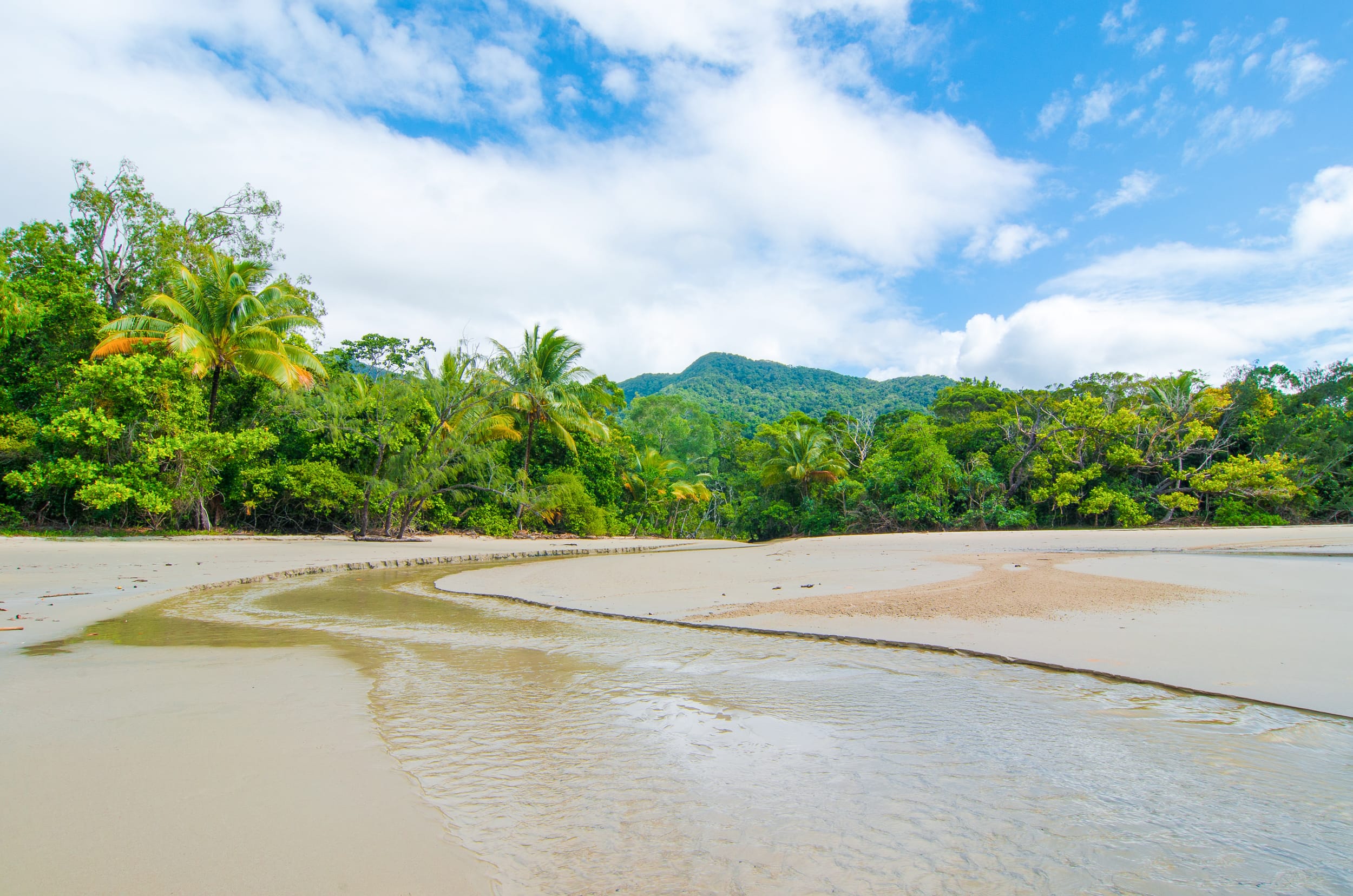 daintree rainforest cape tribulation