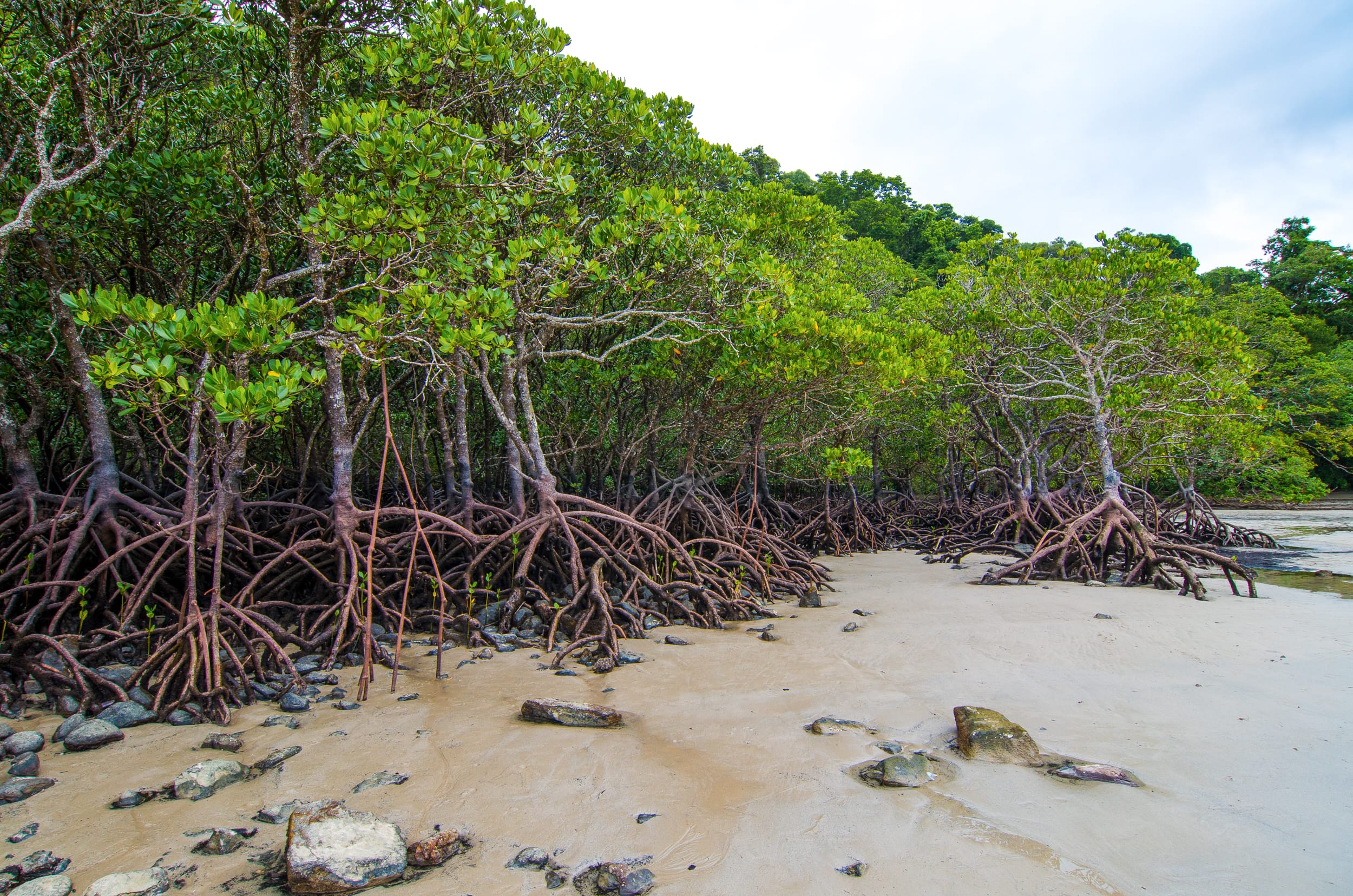 daintree rainforest cape tribulation