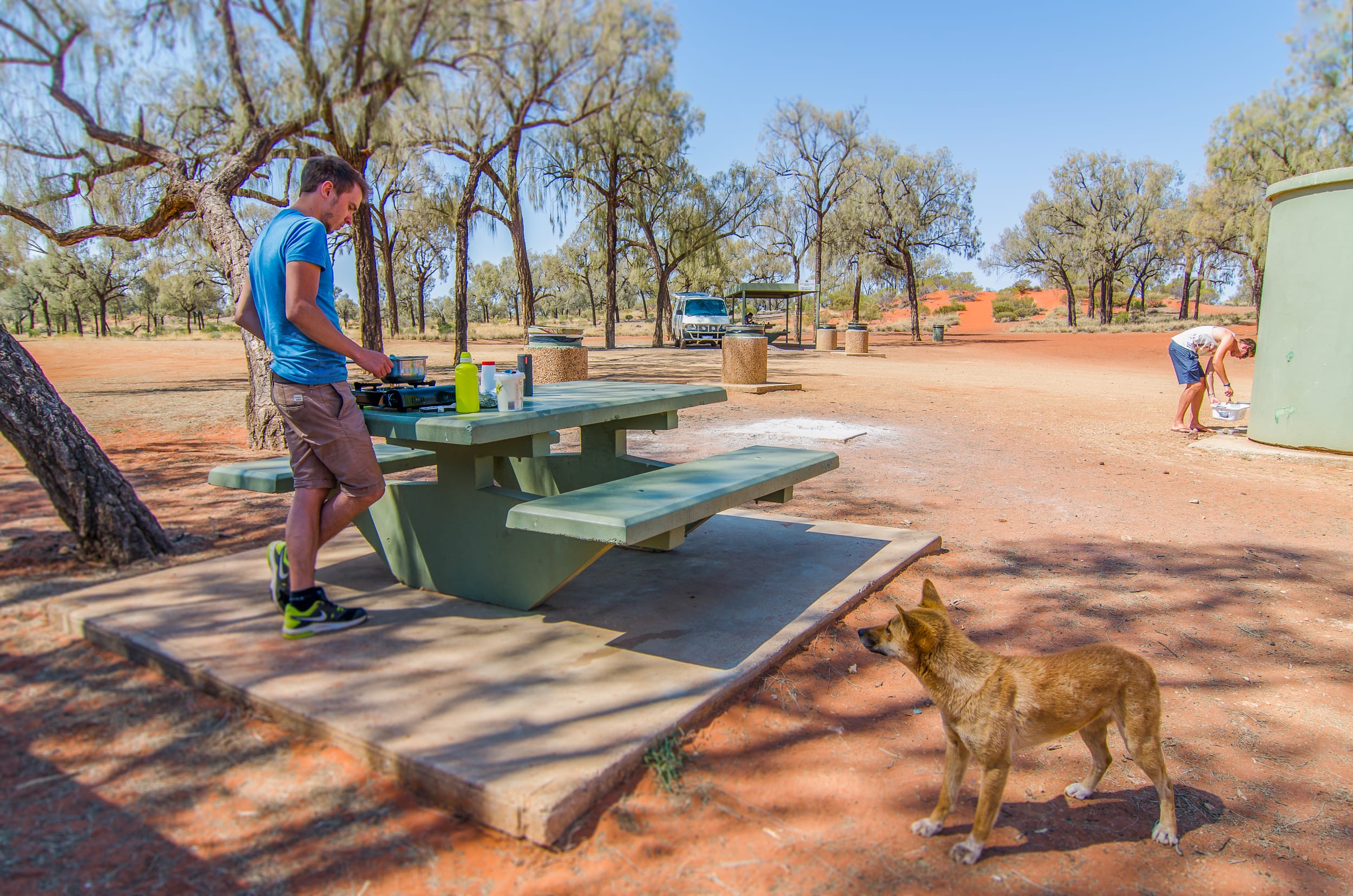 dingo australie animaux d'australie dingo