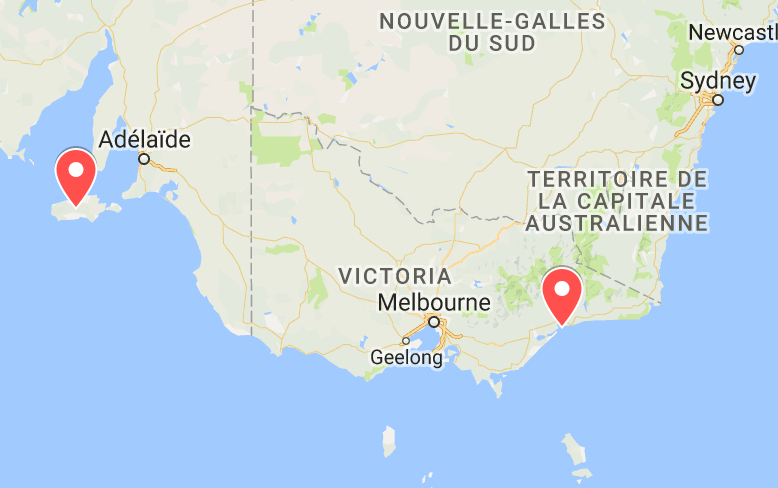 animaux d'australie où voir échidnés