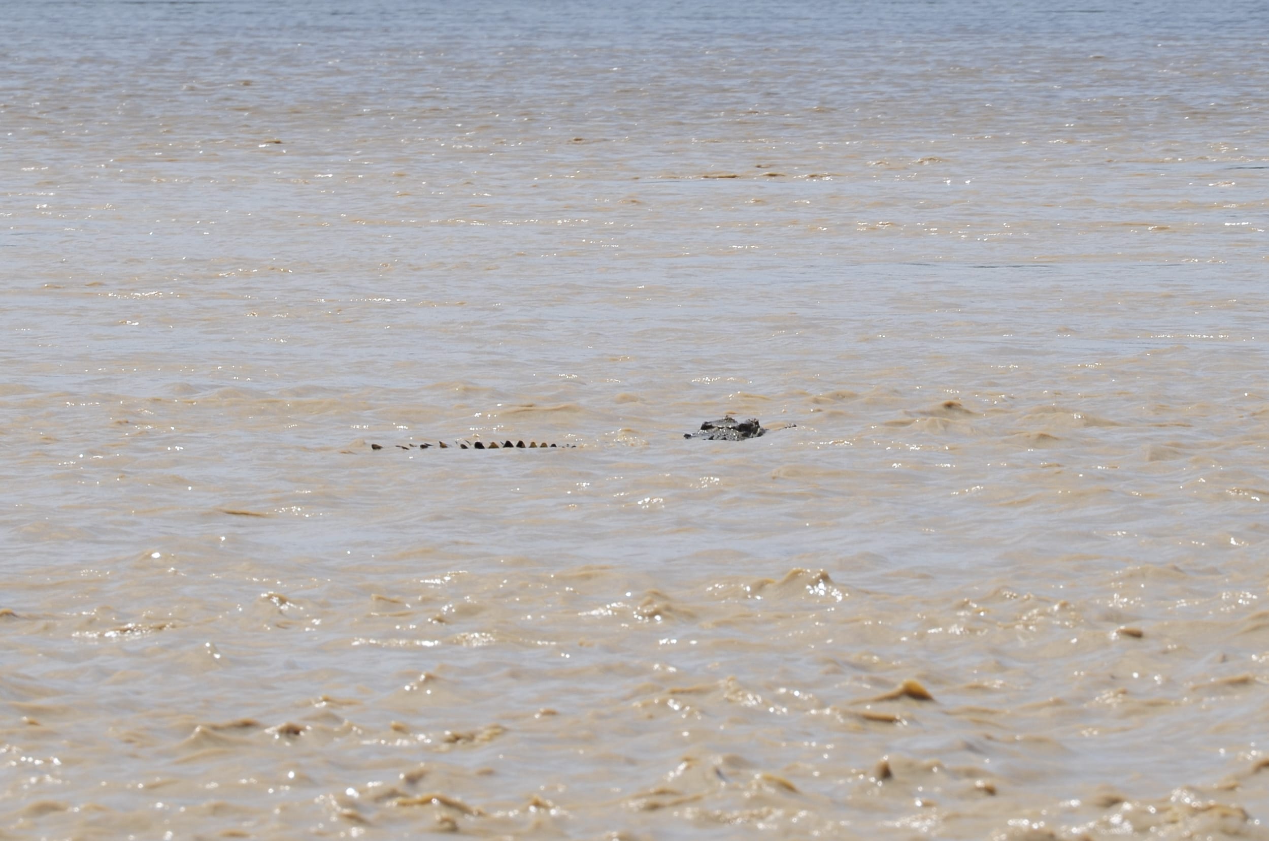 kakadu south alligator