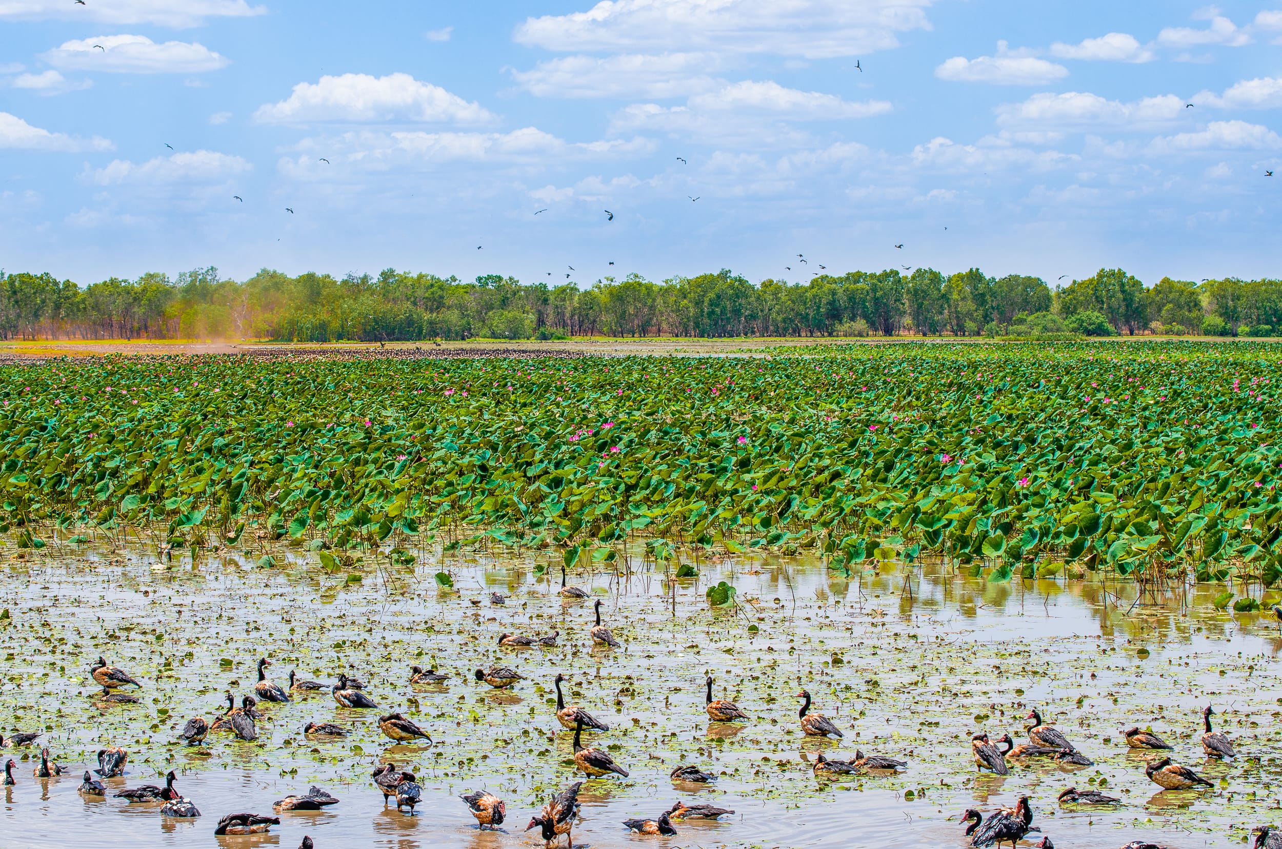 kakadu wetlands