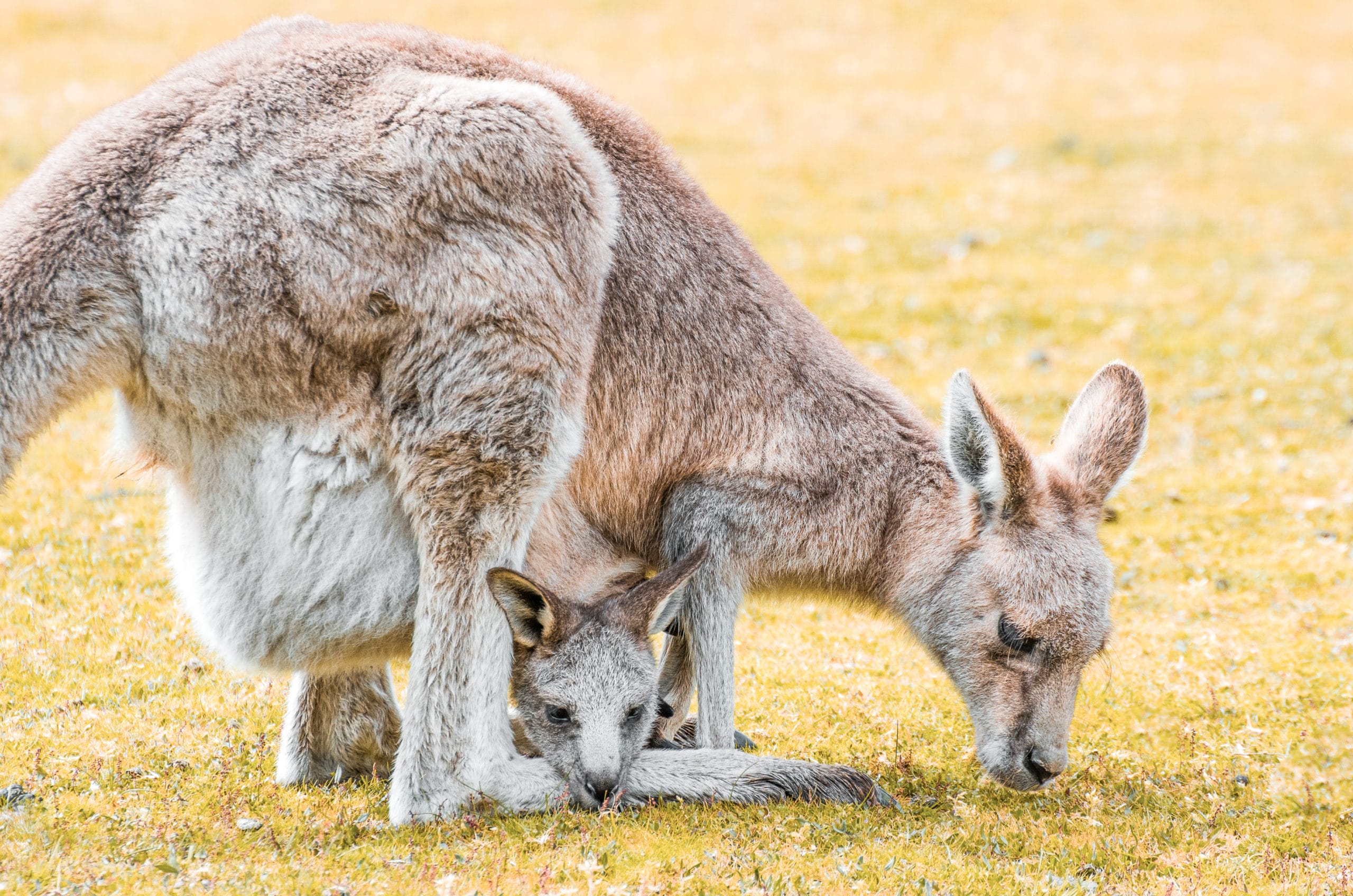 animaux d'australie kangourous