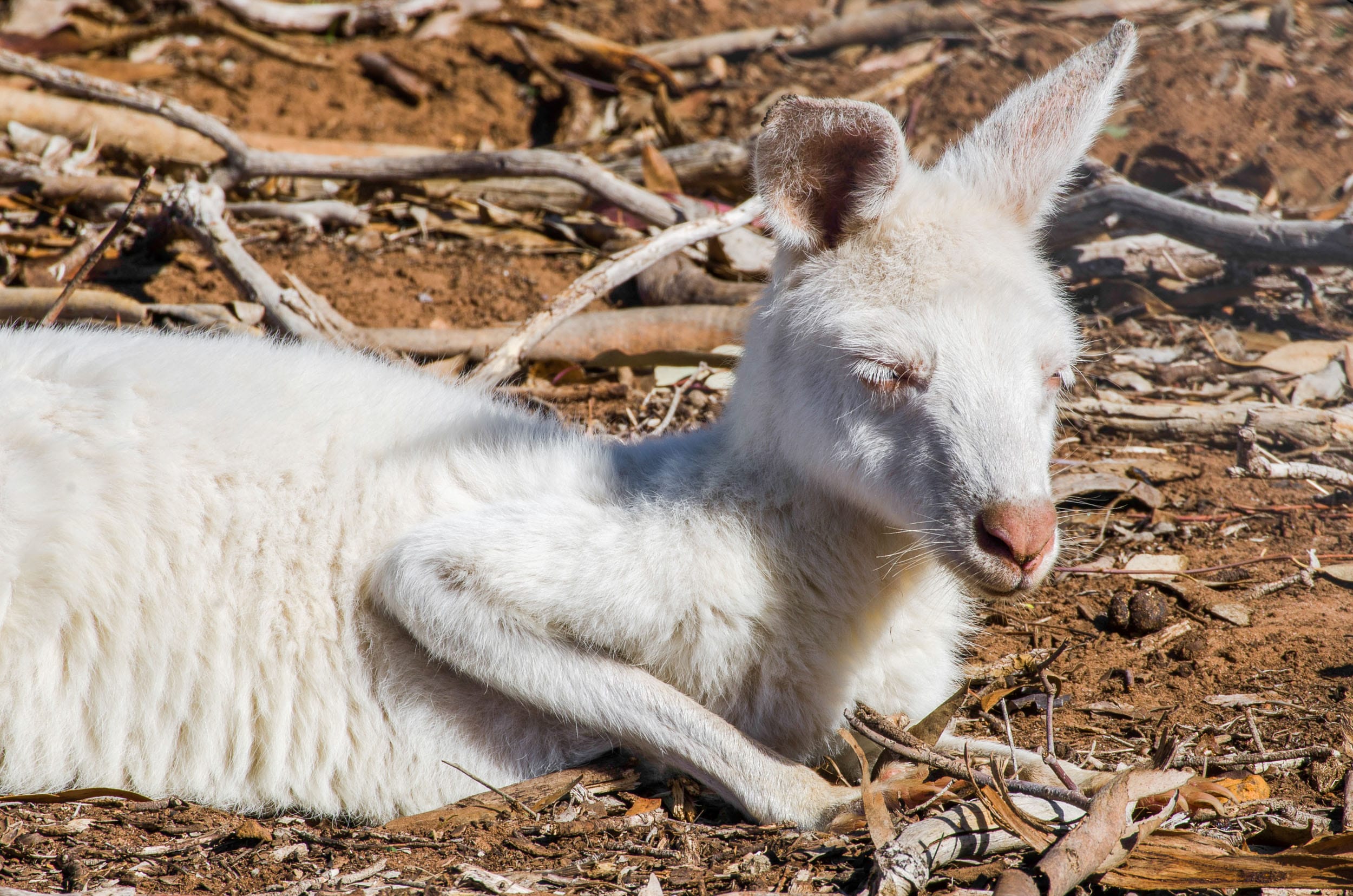 bordertown wildlife park kangourou albinos
