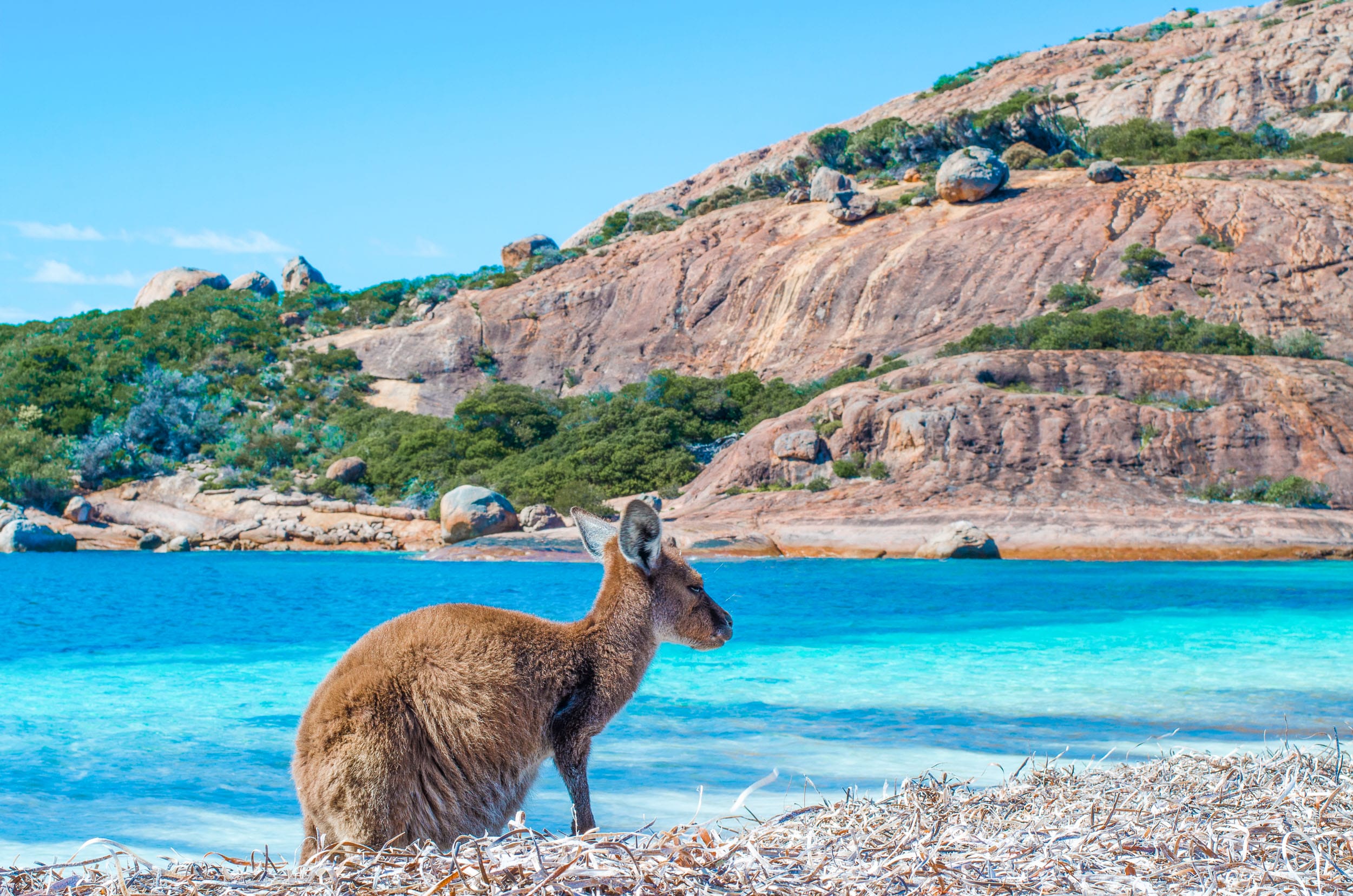 animaux australie