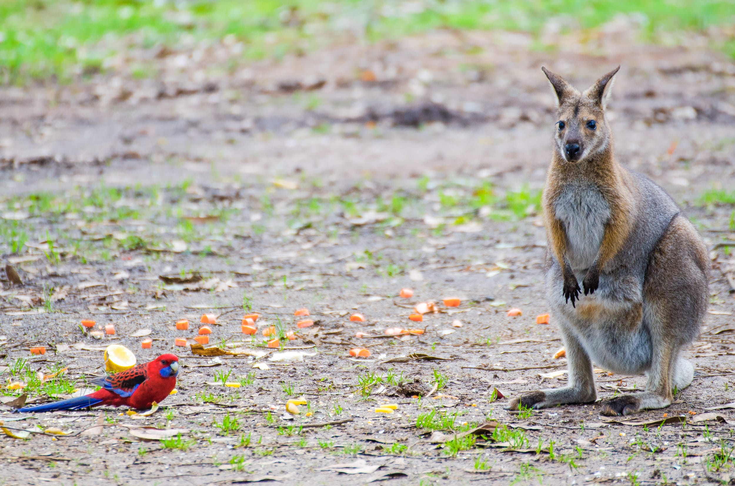 sawpit campground grampians national park