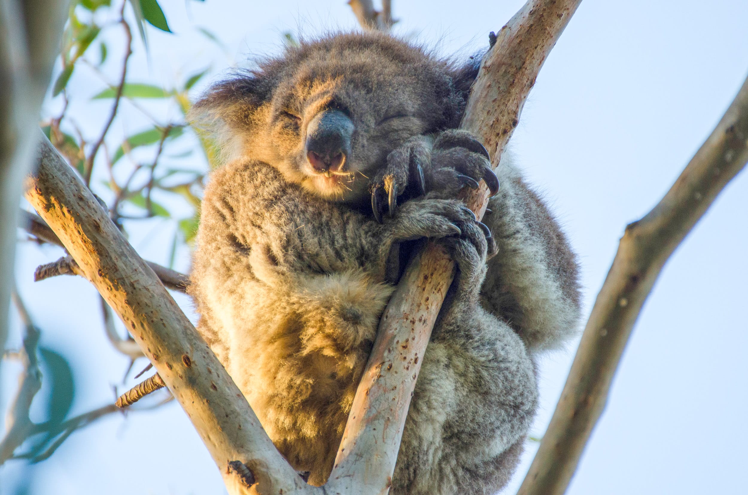 koalas kennett river great ocean road