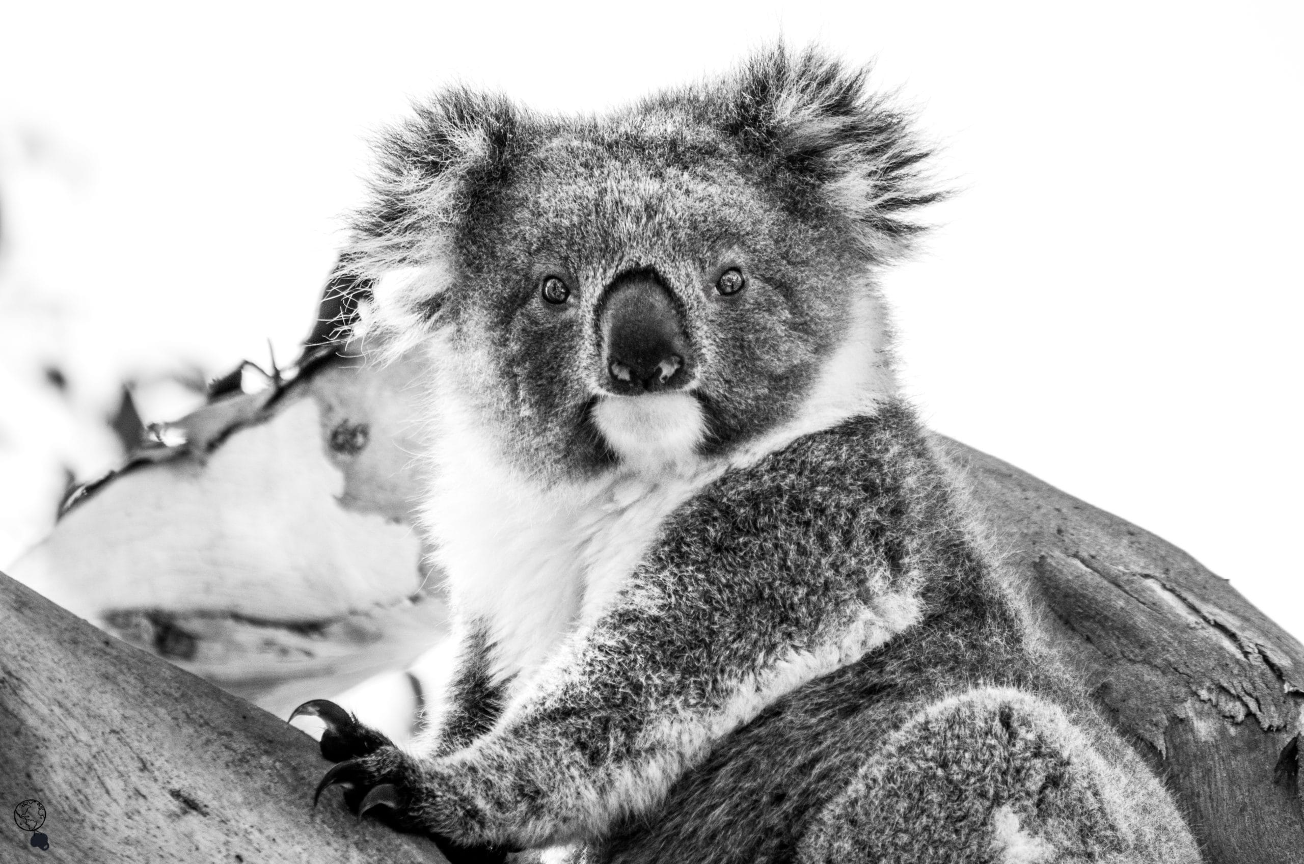 animaux d'australie koalas