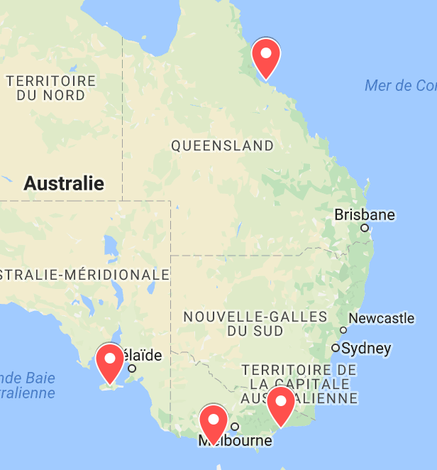 animaux d'australie où voir des koalas