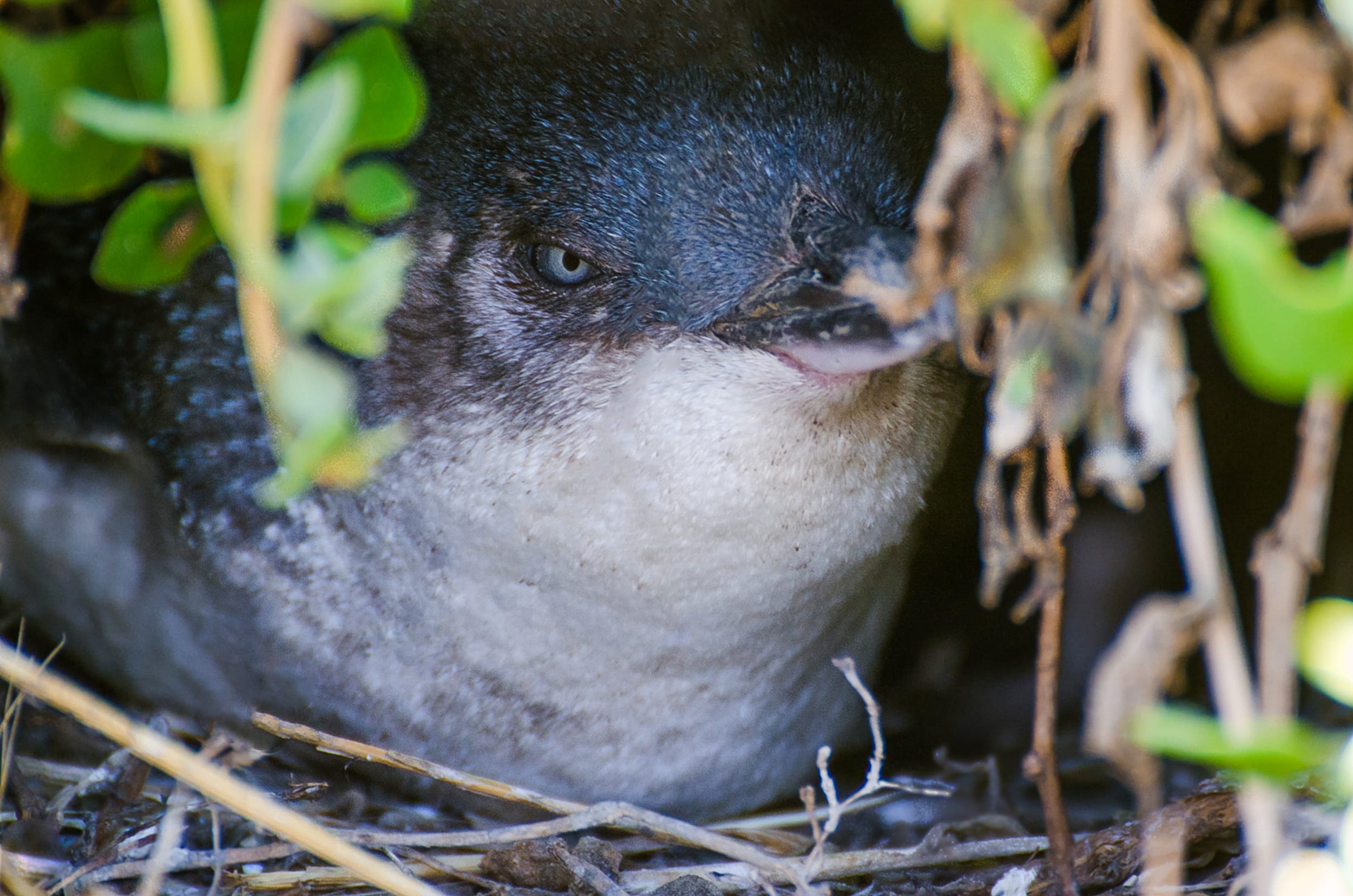 pingouin australie phillip island animaux d'australie manchots