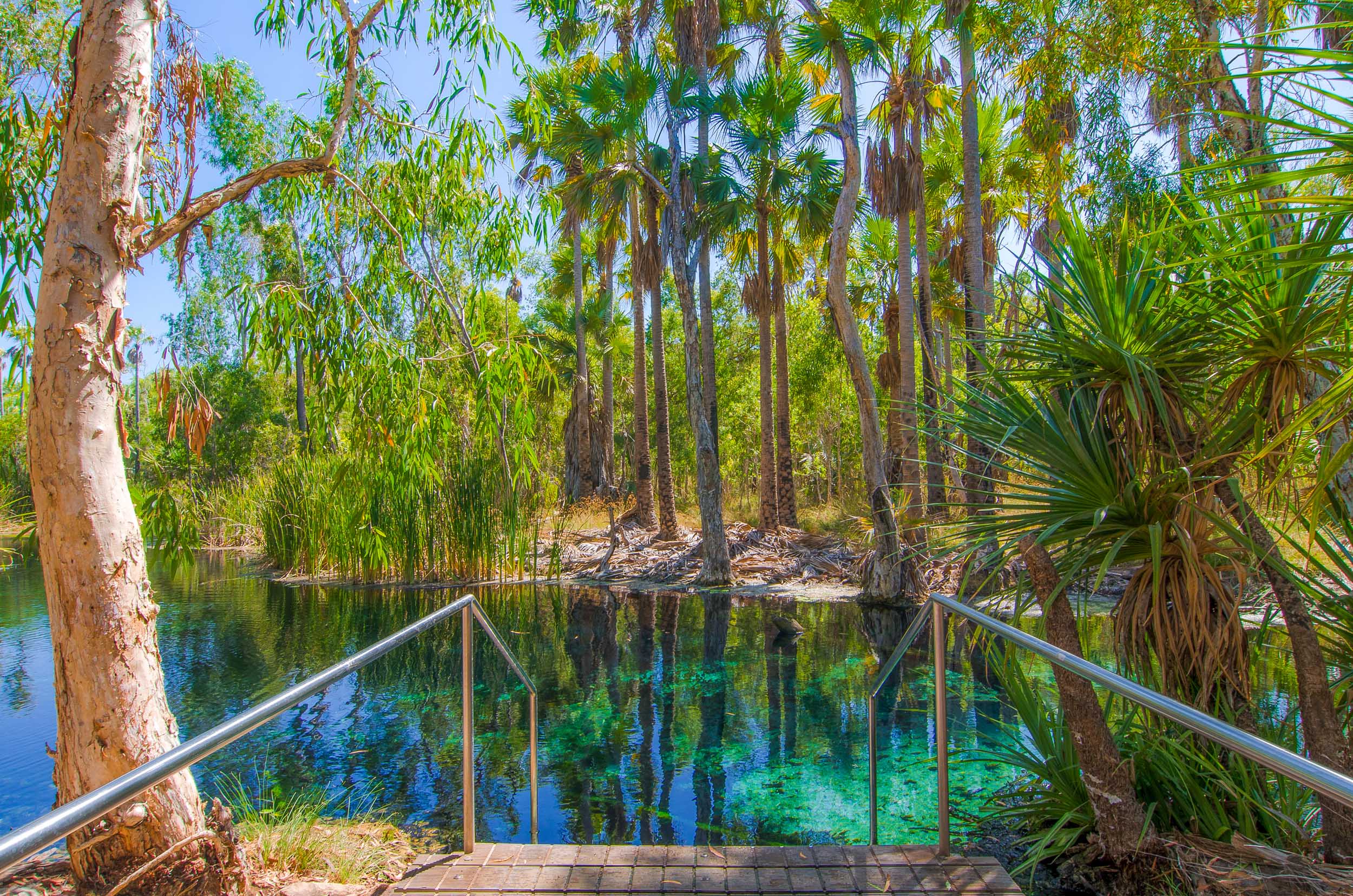 mataranka bitter springs