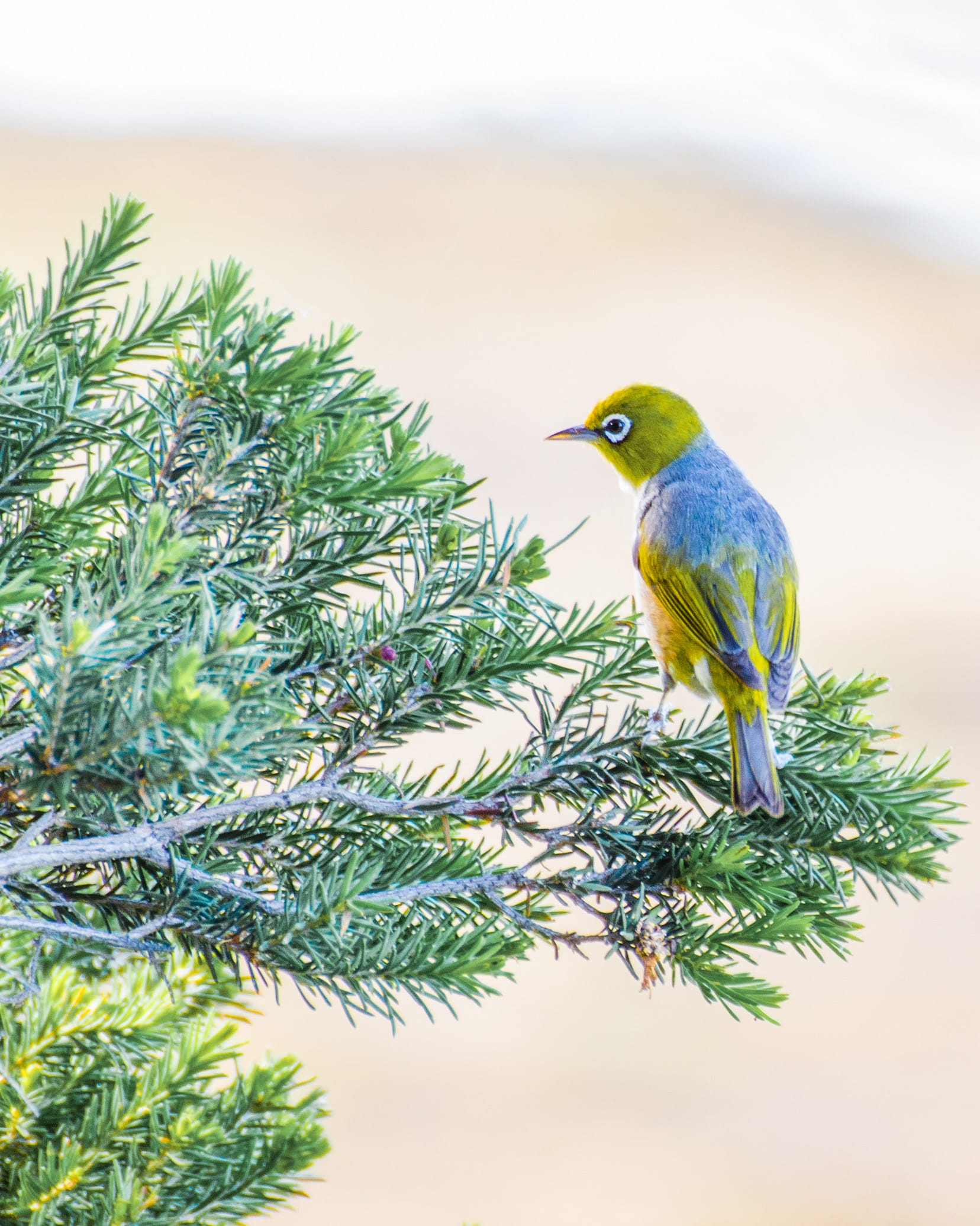silvereye bird phillip island