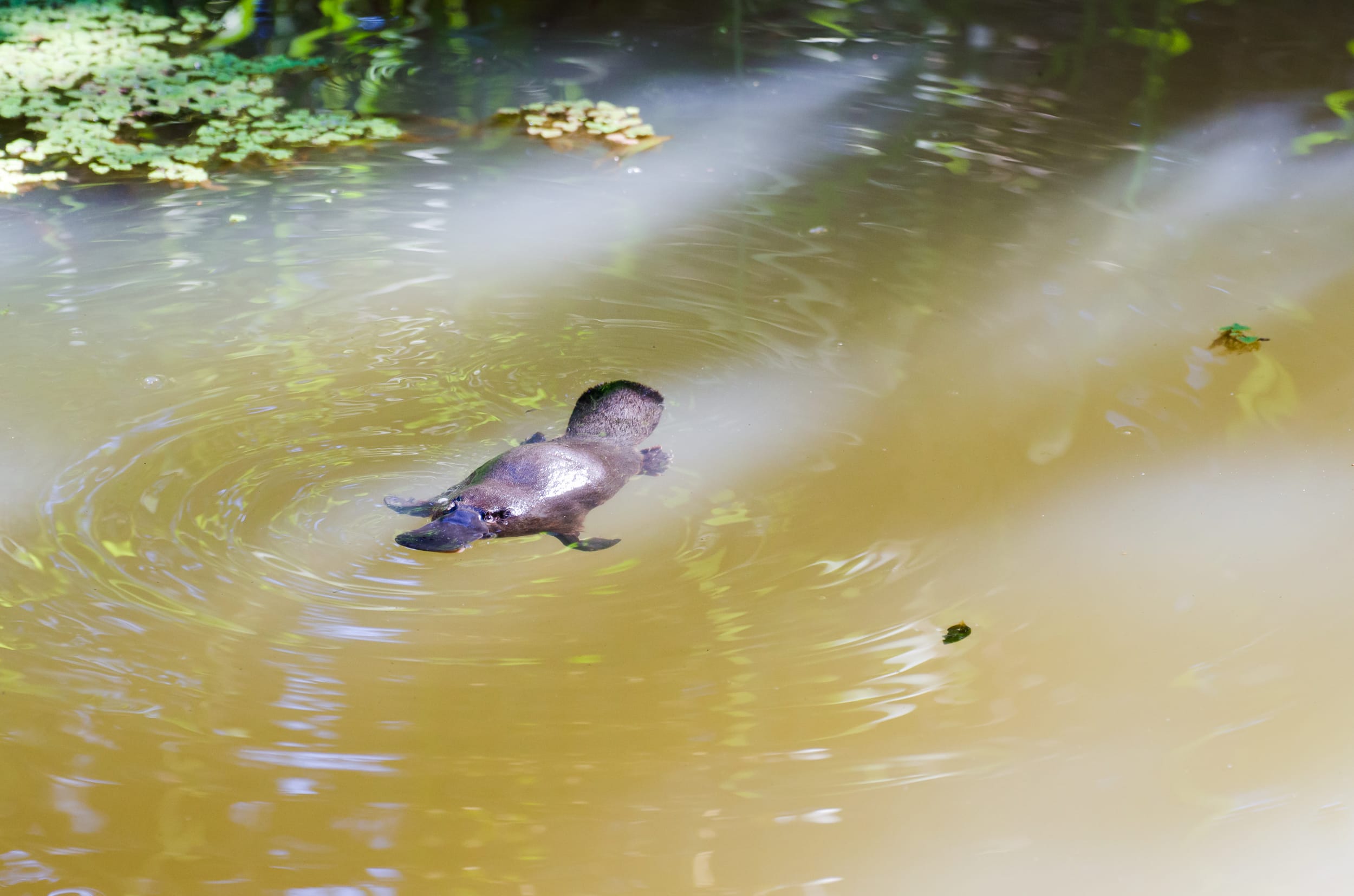 animaux d'australie ornithorynque