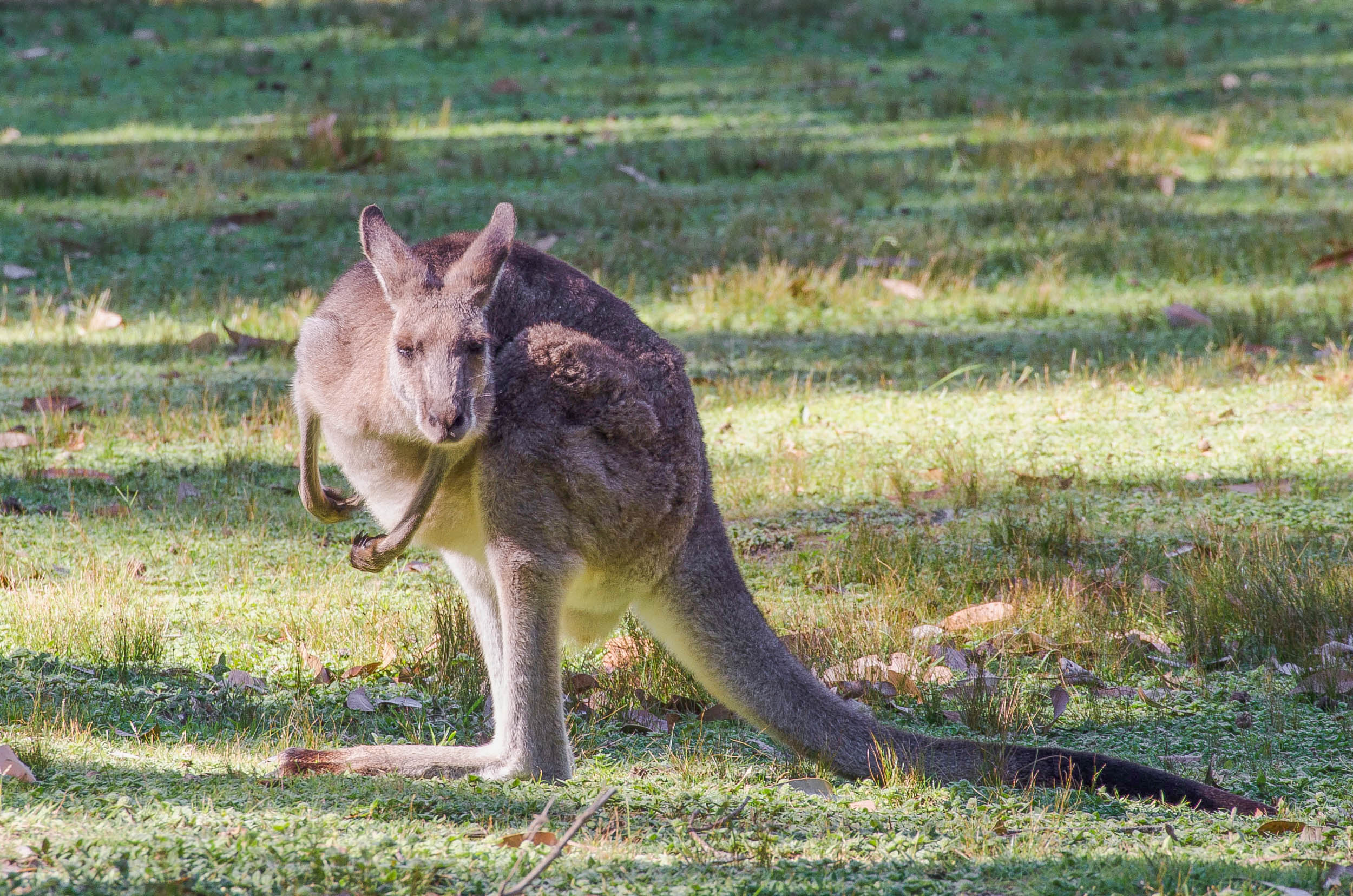 pebbly beach kangourous