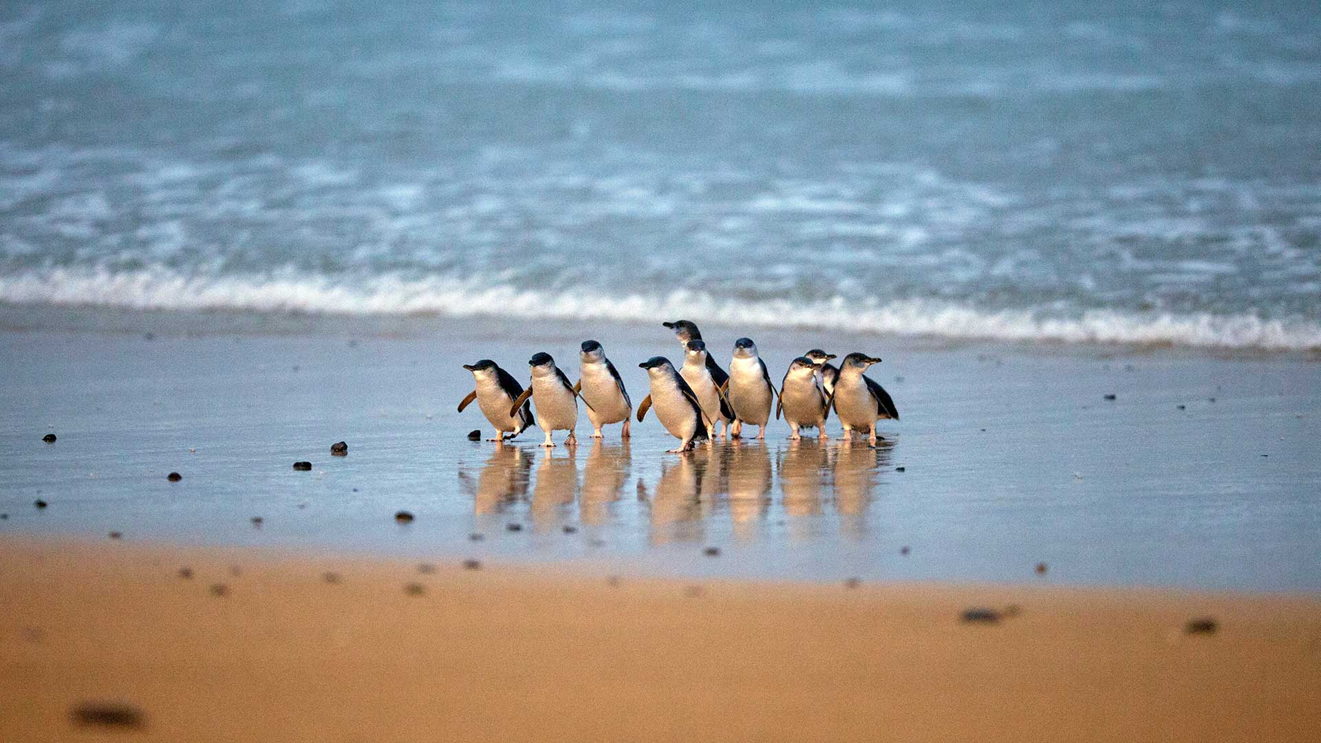 penguin parade phillip island