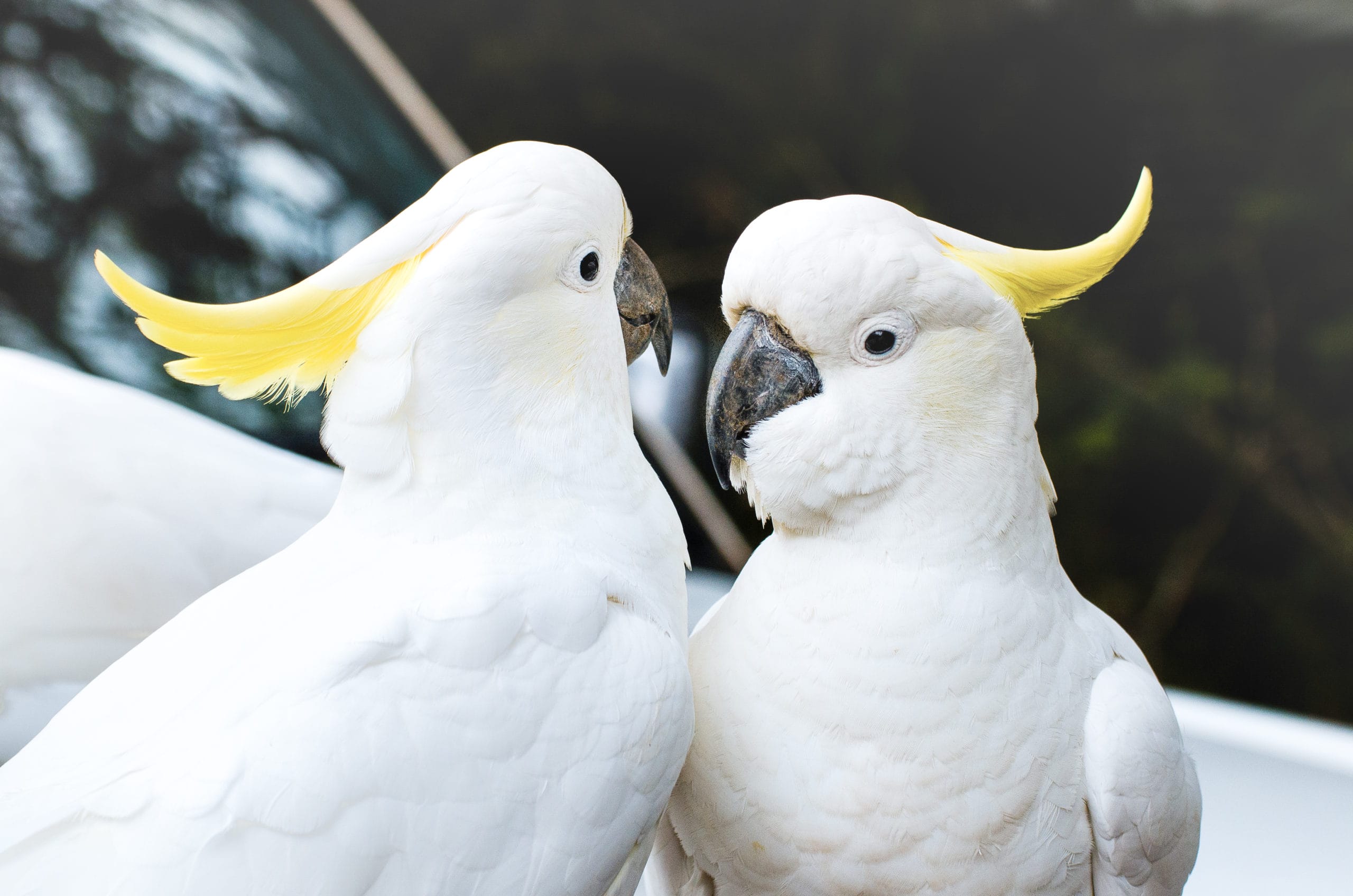 cacatoès à huppe jaune australie animaux d'australies perroquets cacatoès