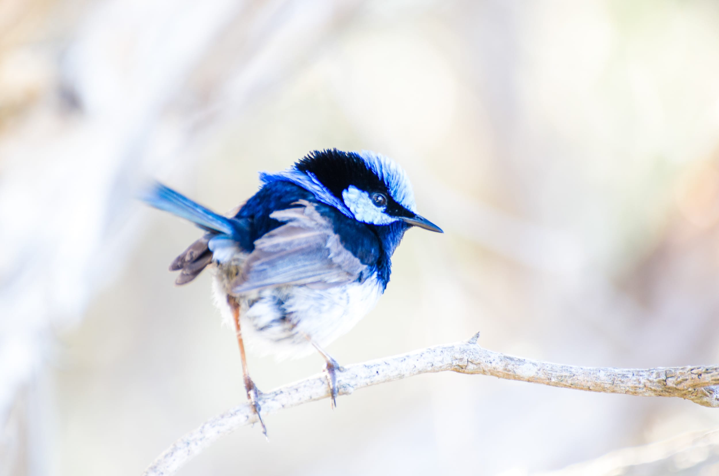 fairy wren phillip island