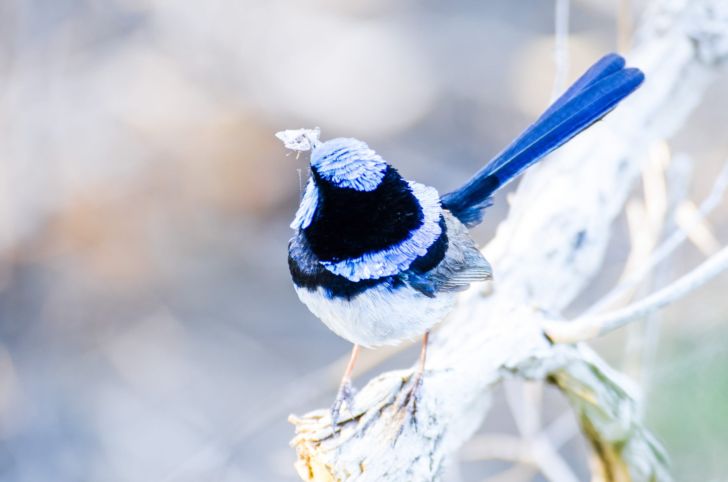 fairy wren phillip island