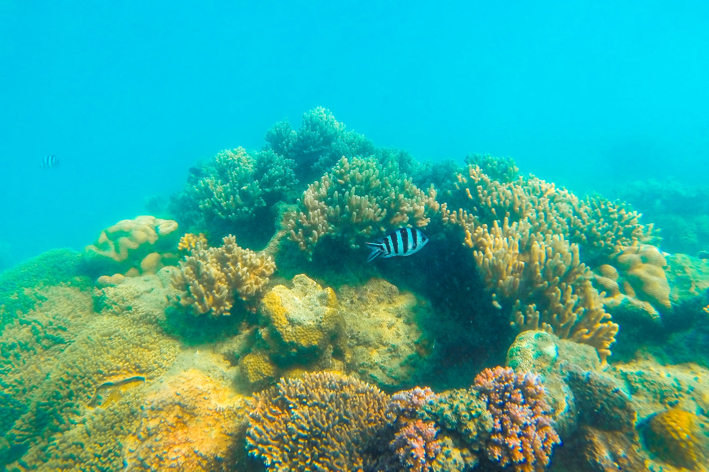 animaux d'australie poissons