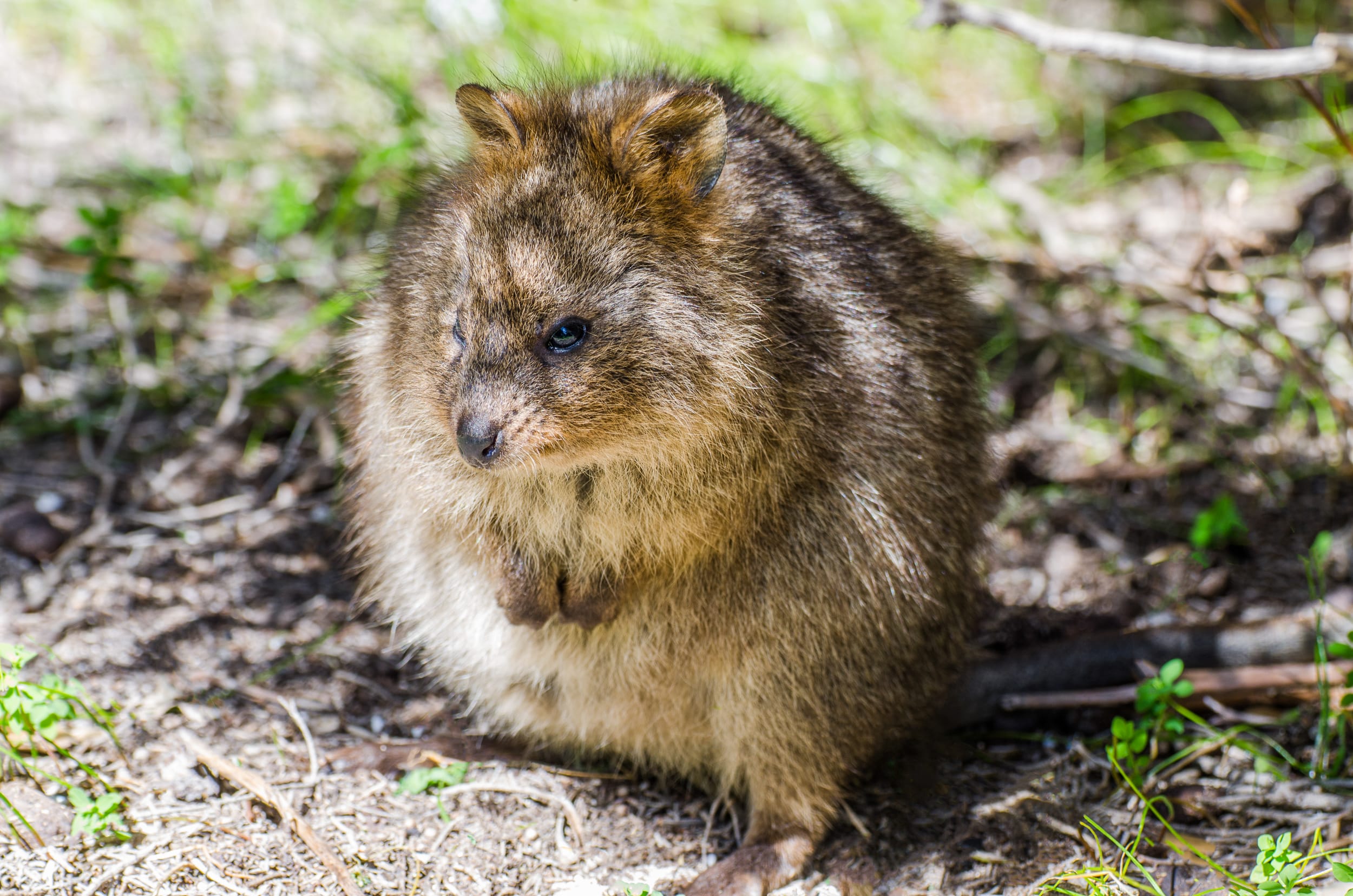 animaux d'australie quokka