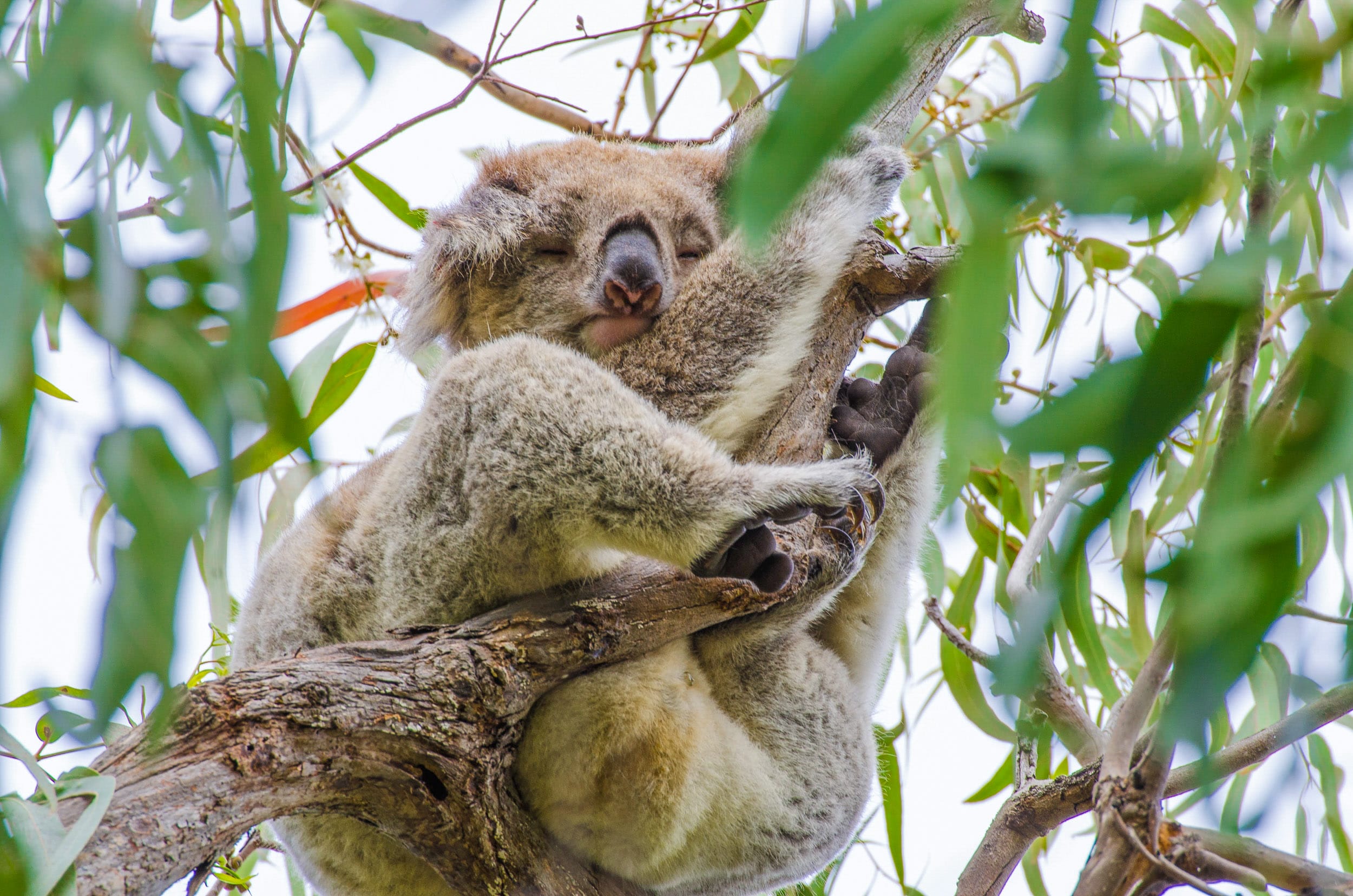 koala raymond island