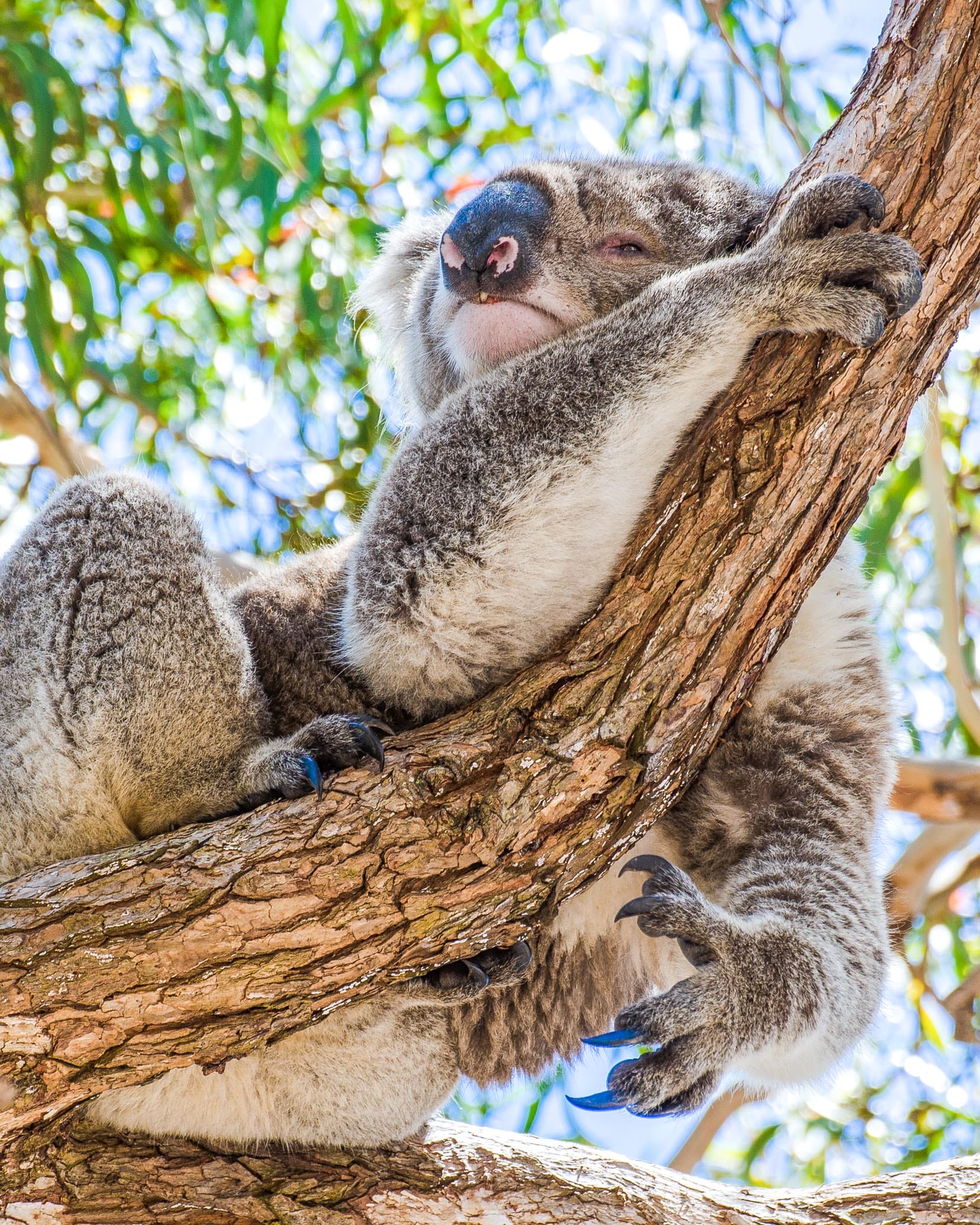 koala raymond island road trip sydney-melbourne