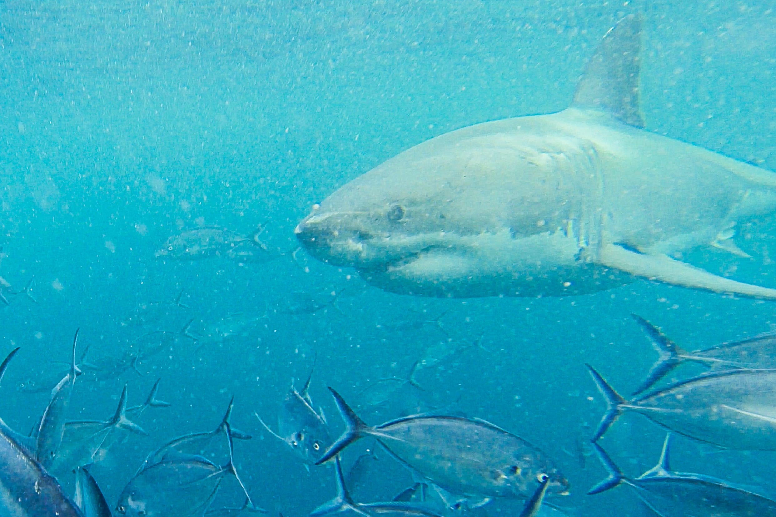 shark diving port lincoln animaux d'australie requins
