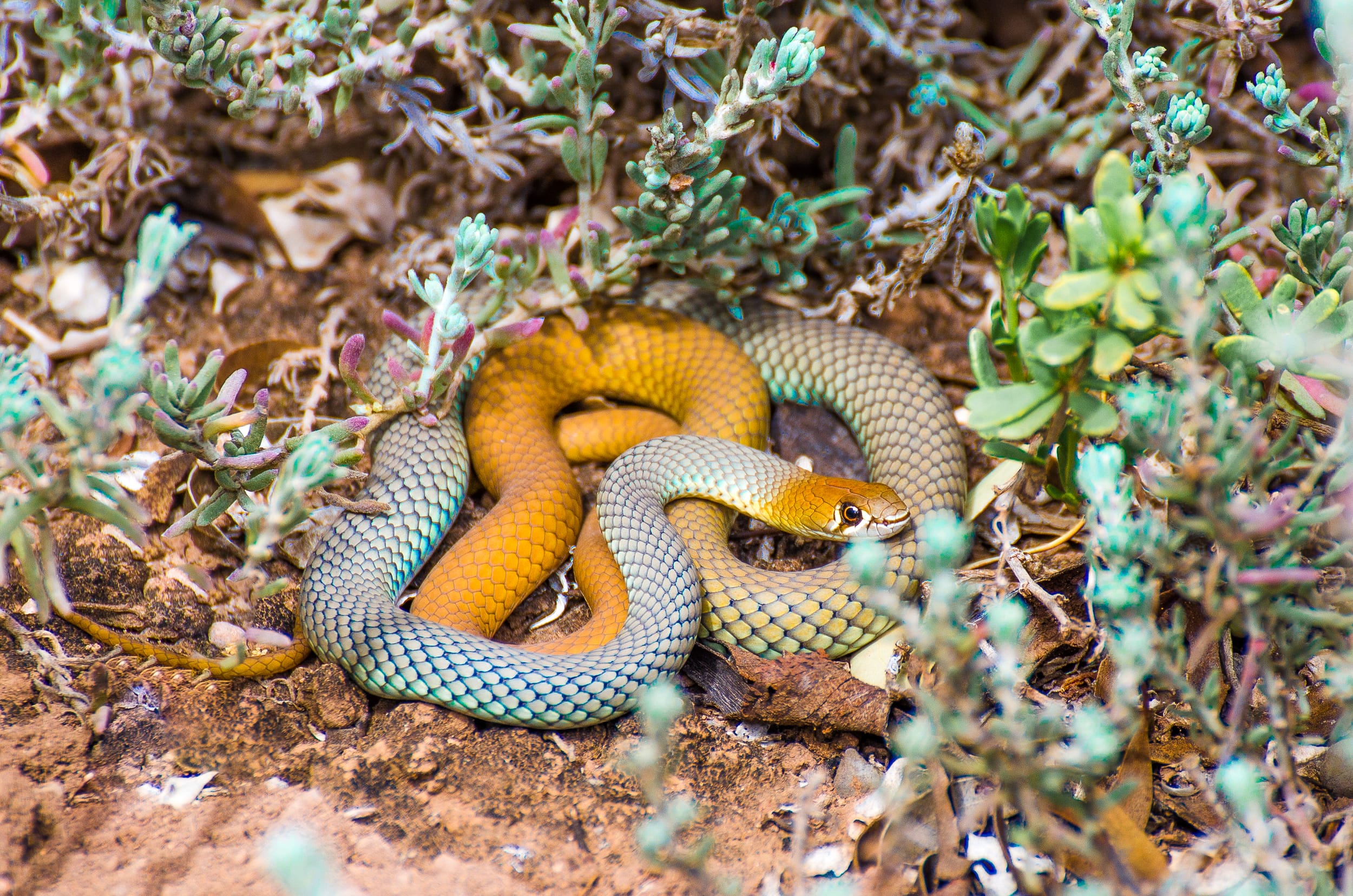 animaux d'australie serpents
