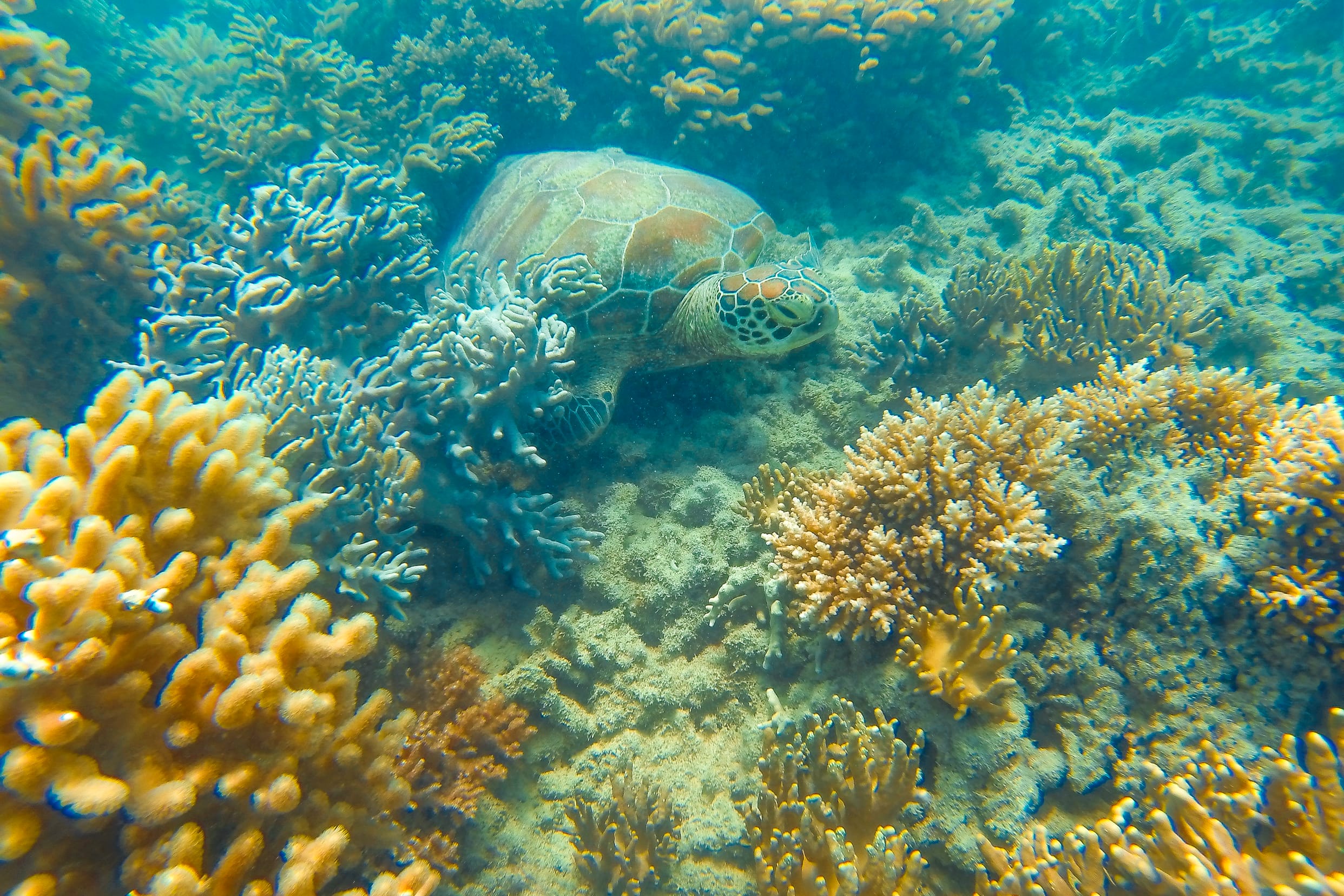 tortue de mer australie animaux d'australie tortues