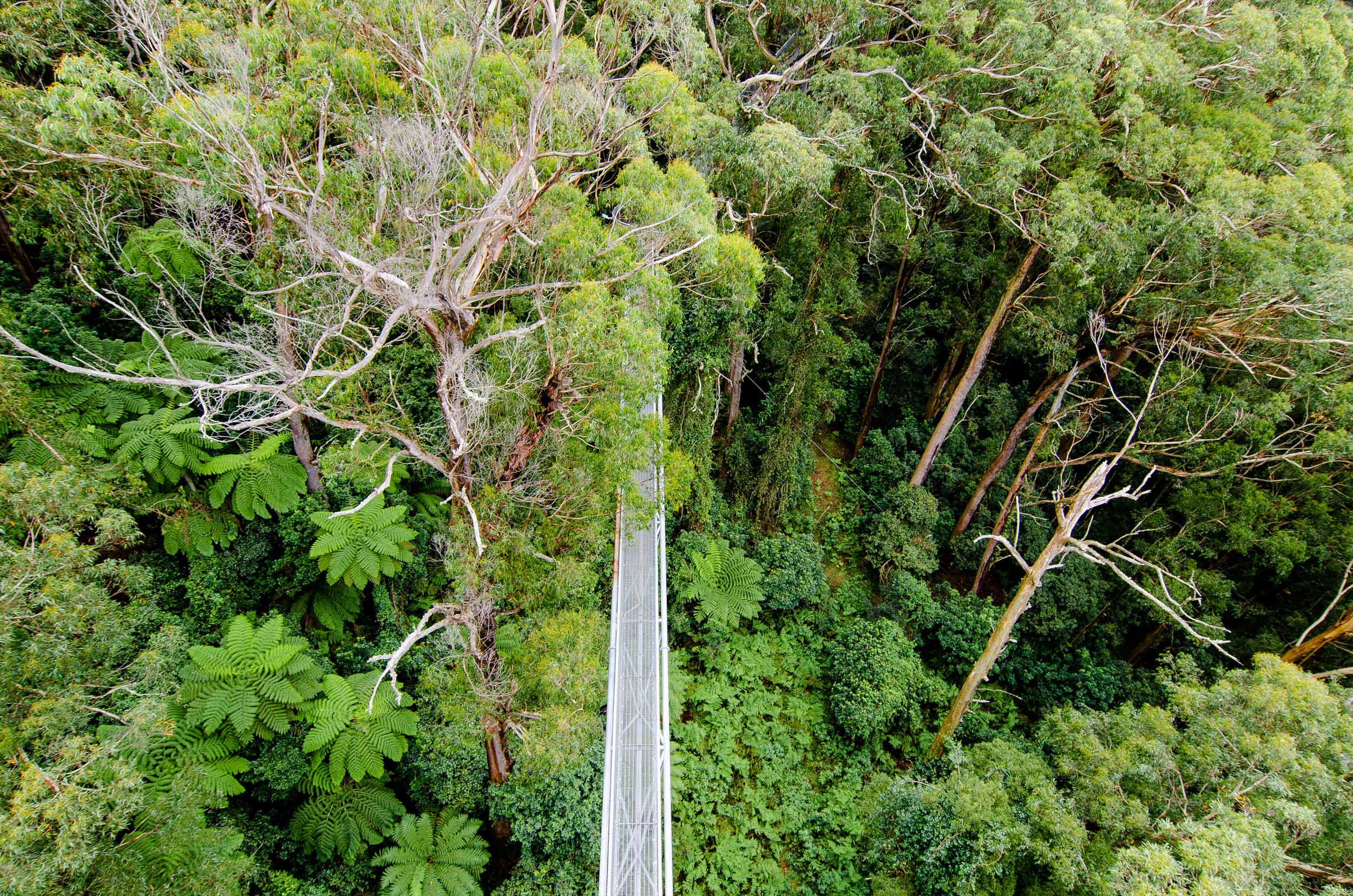illawarra fly tree top walk road trip sydney-melbourne