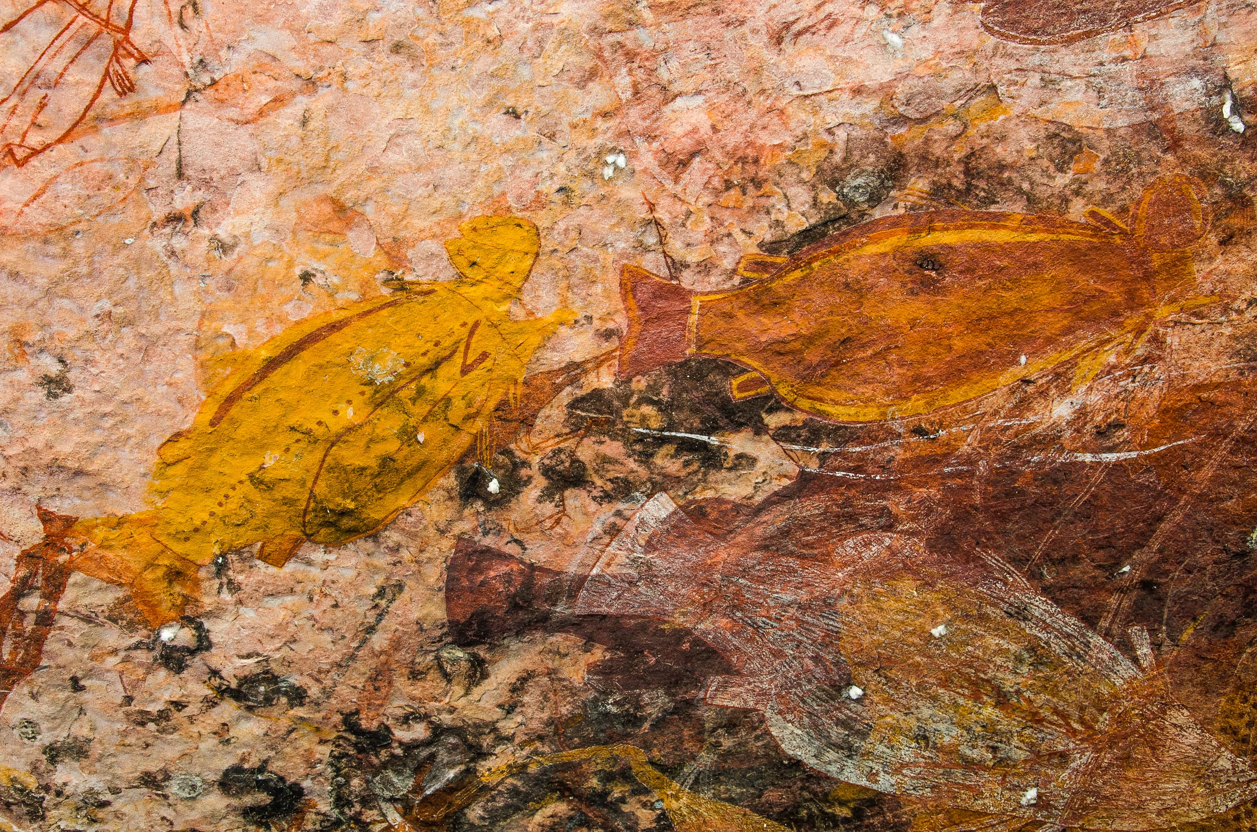 ubirr kakadu peintures aborigène