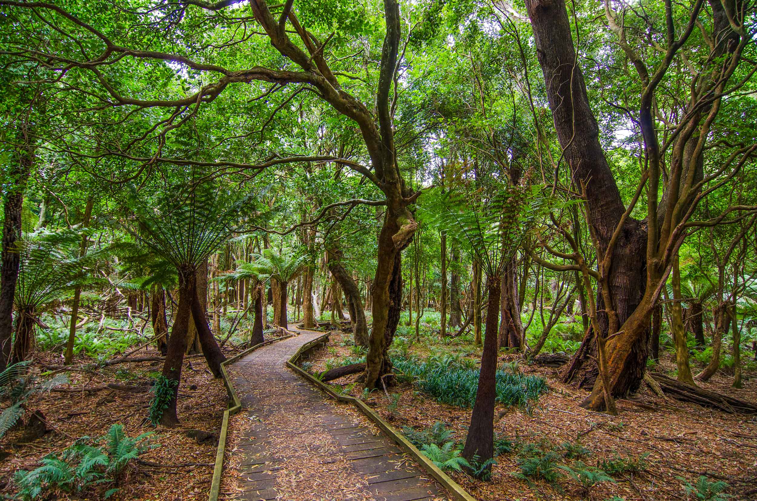 lilly pilly gully nature walk wilsons promontory