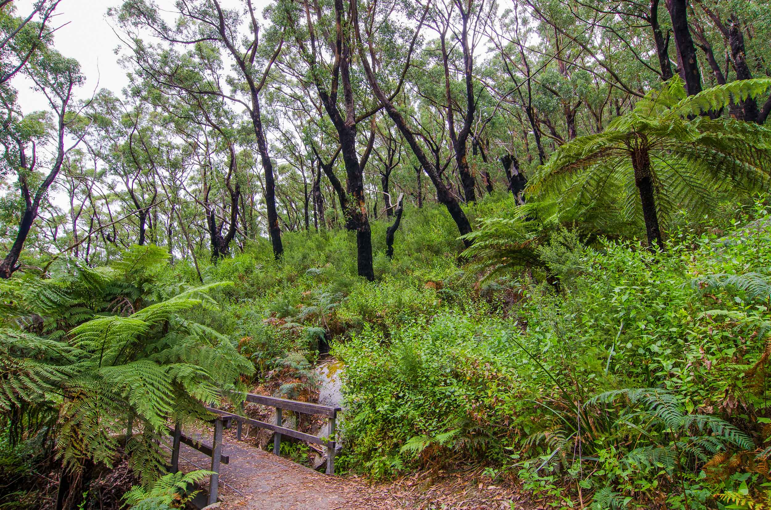 lilly pilly gully nature walk wilsons promontory