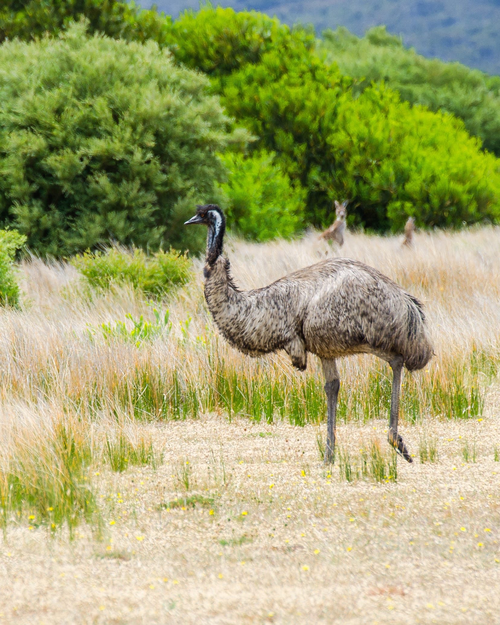wilsons promontory road trip sydney-melbourne
