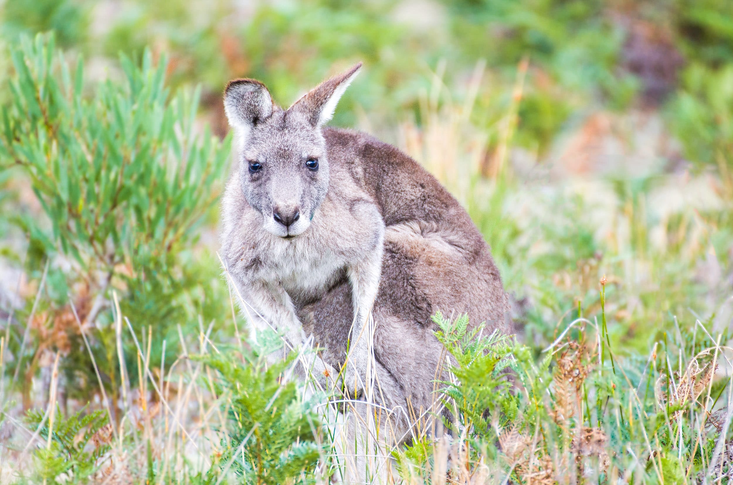 kangourous wilsons promontory road trip sydney-melbourne