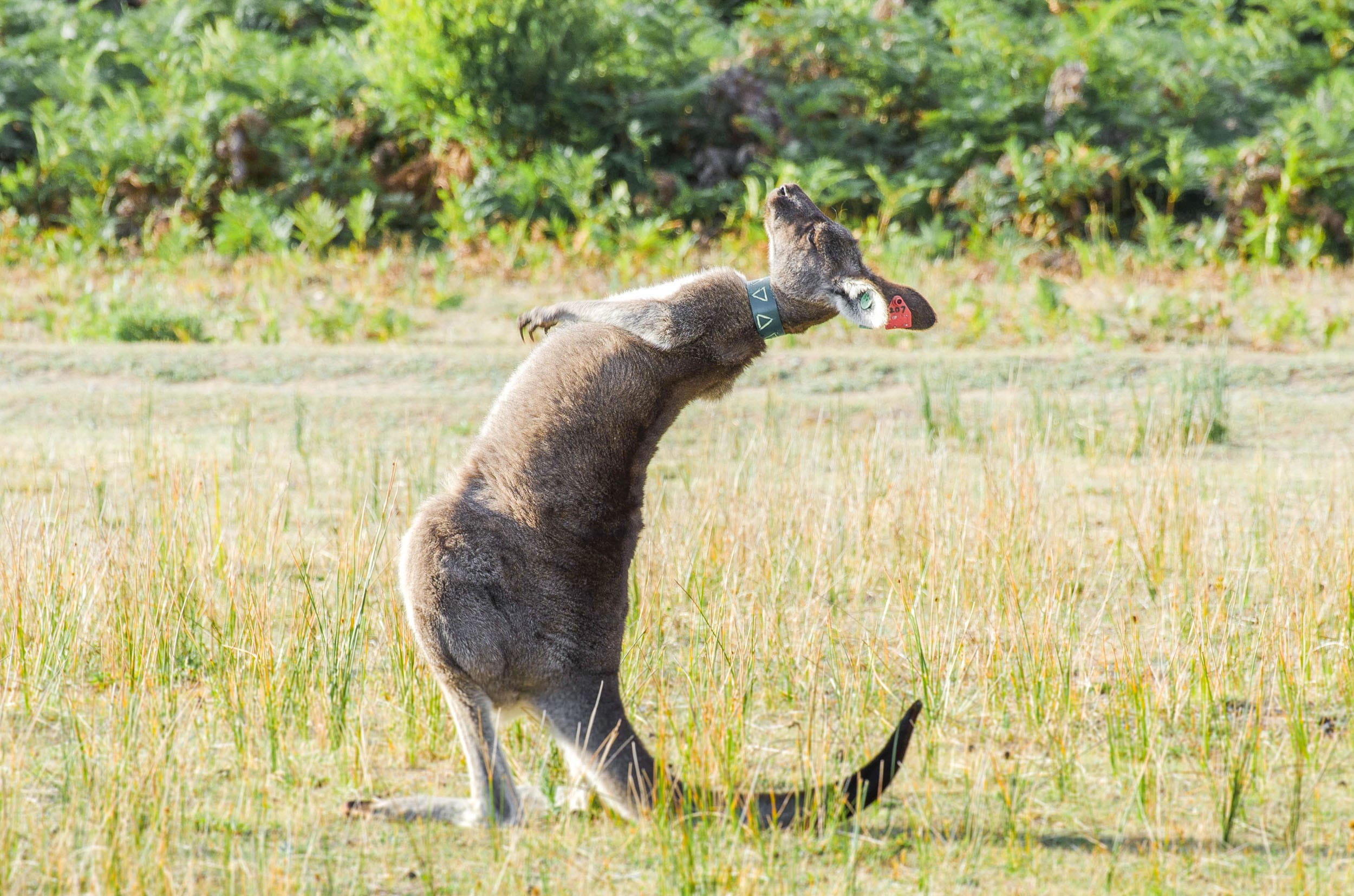kangourous wilsons promontory