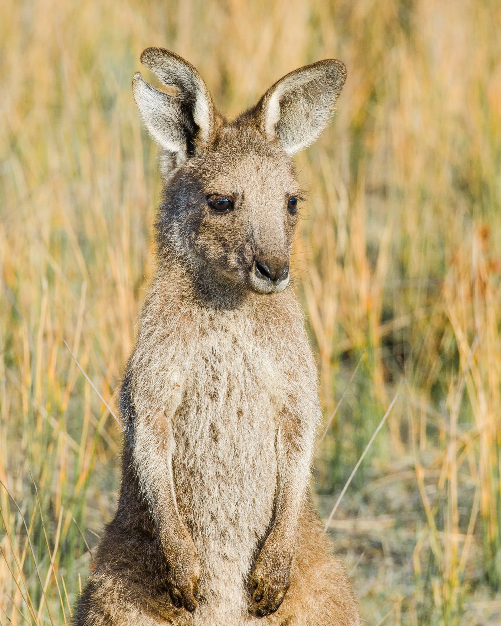kangourous wilsons promontory road trip sydney-melbourne