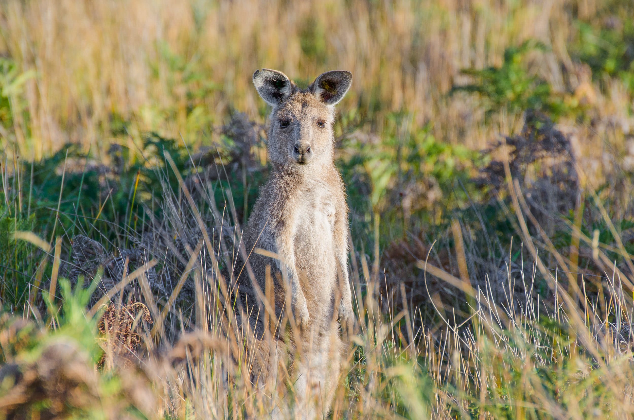 kangourous wilsons promontory road trip sydney-melbourne
